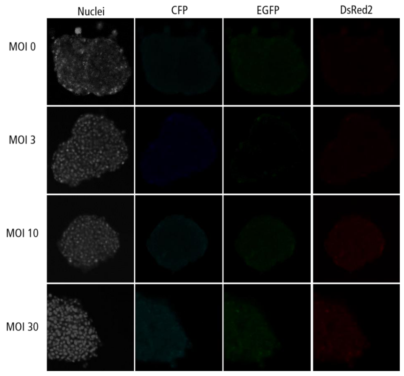 Ijms 22 01813 g0a5 Ijms 22 01813 g0a5