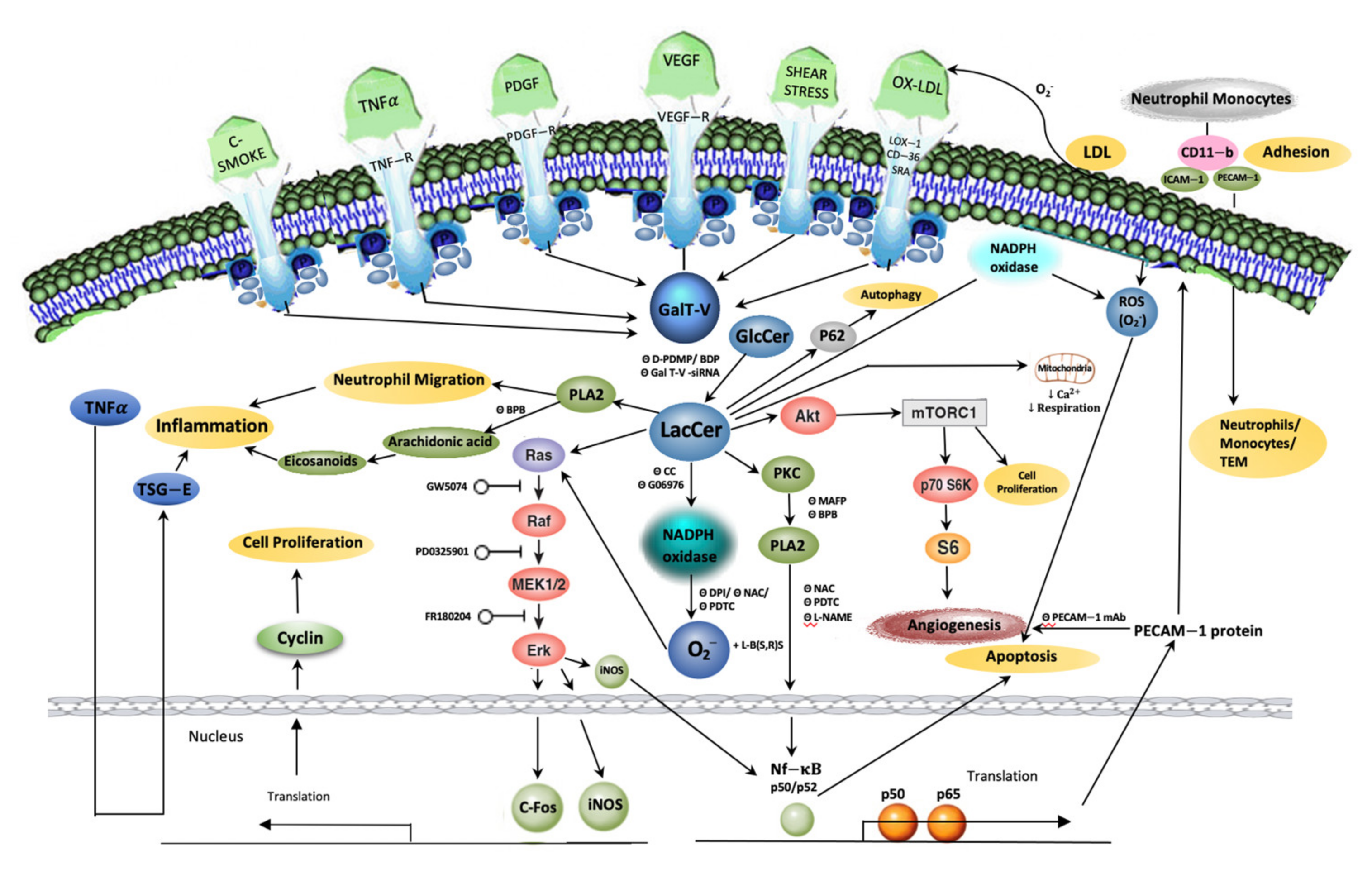 Ijms 22 01816 g002 Ijms 22 01816 g002