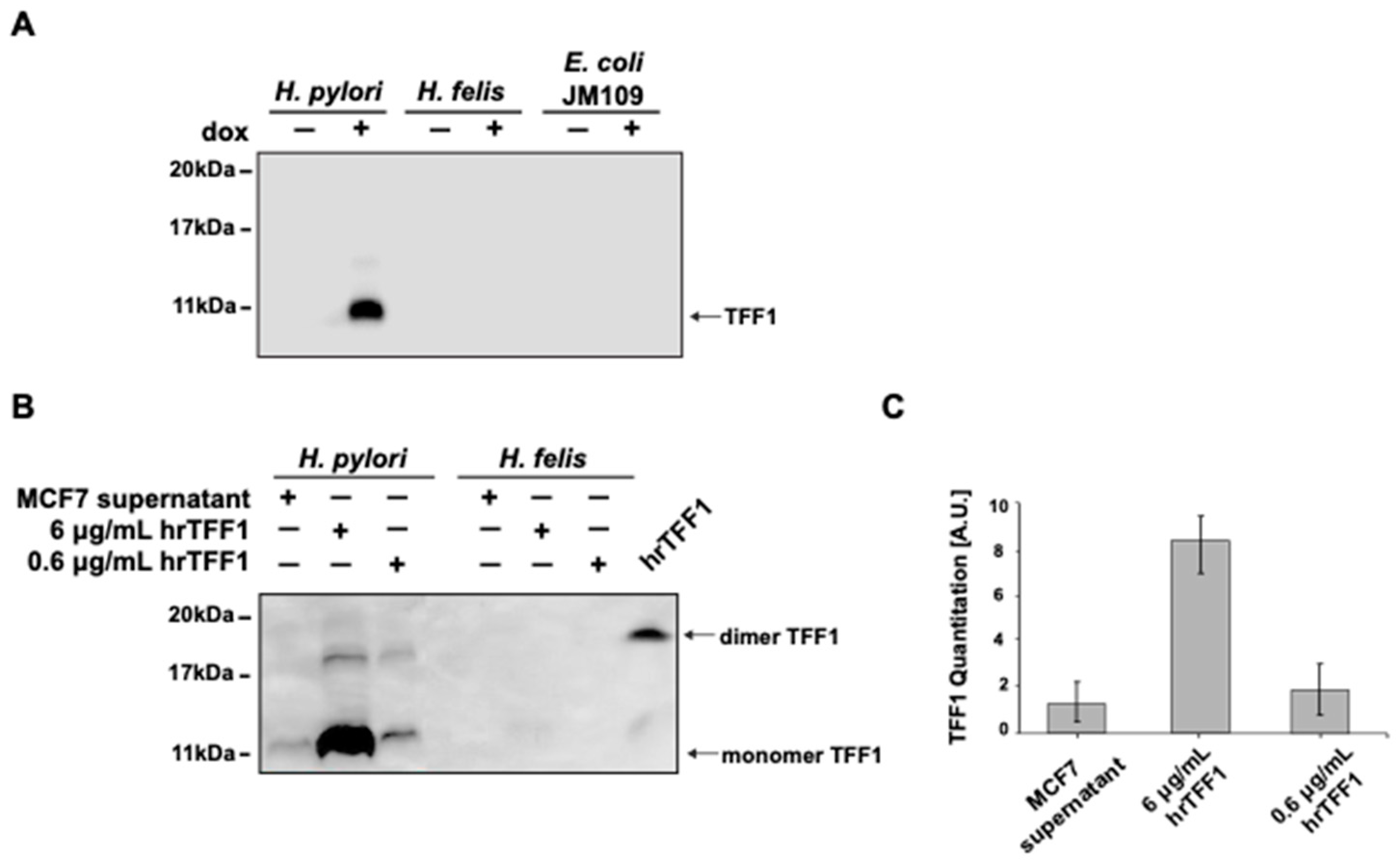 Ijms 22 01851 g001 Ijms 22 01851 g001