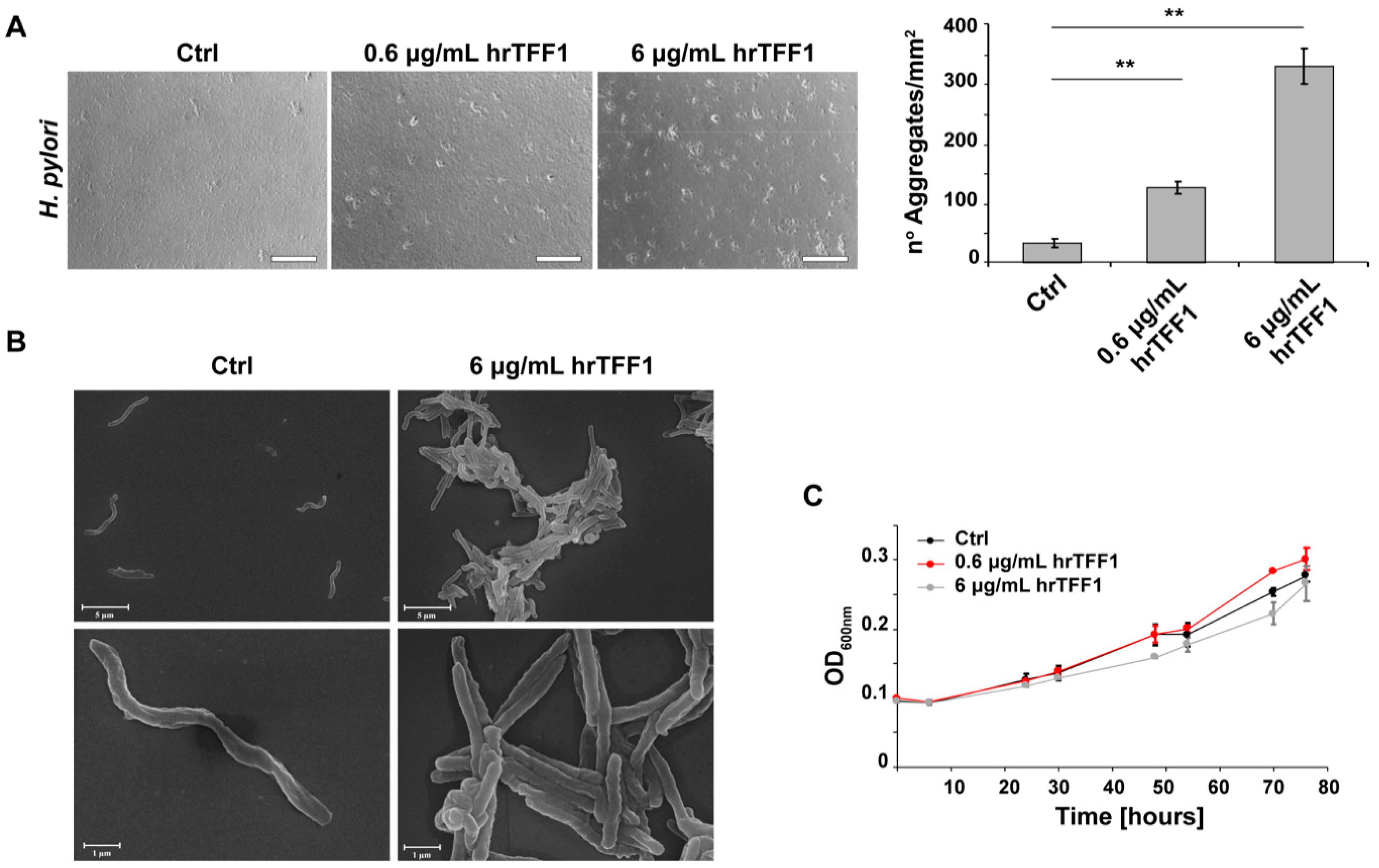 Ijms 22 01851 g002 Ijms 22 01851 g002