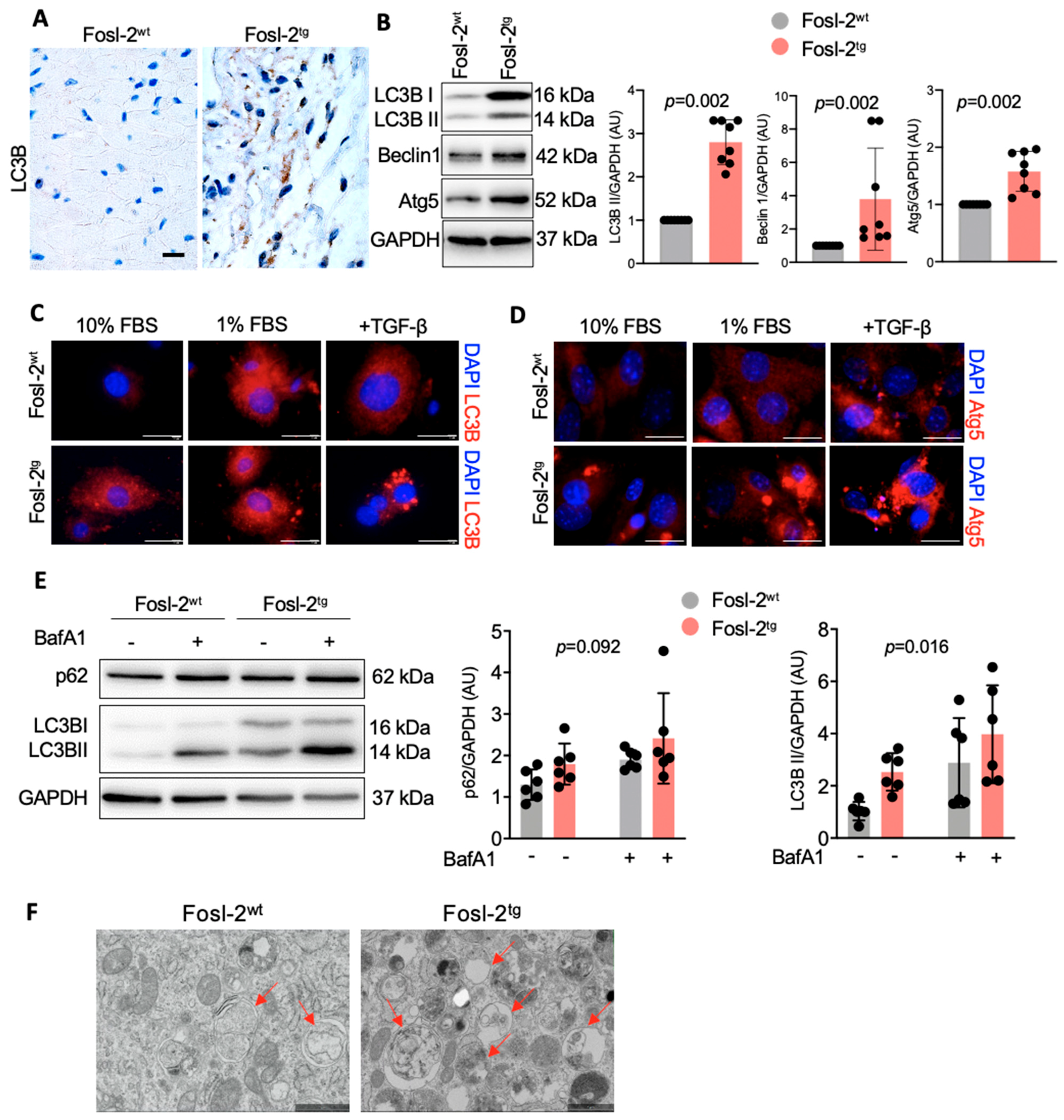 Ijms 22 01861 g004 Ijms 22 01861 g004
