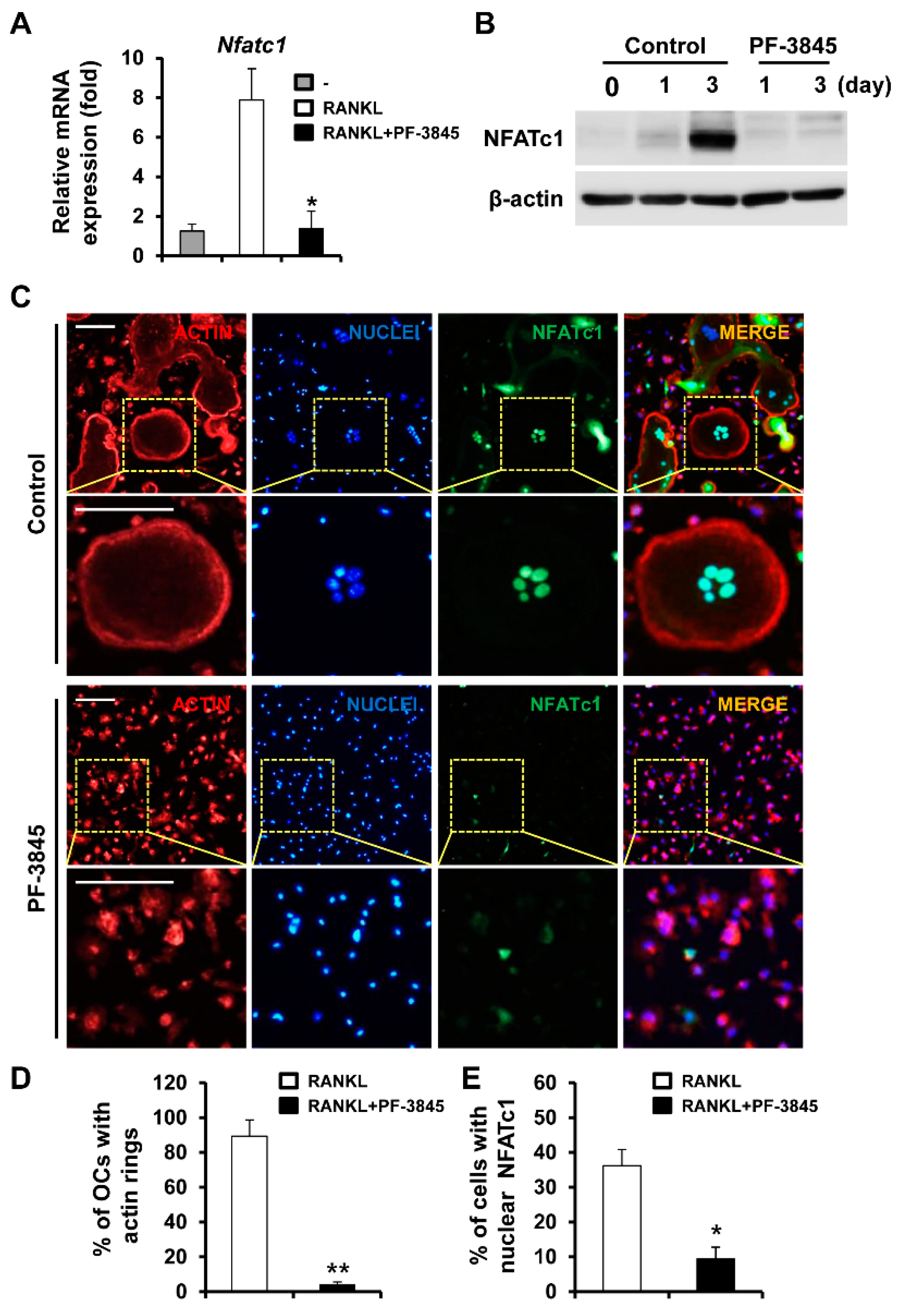 Ijms 22 01915 g002 Ijms 22 01915 g002