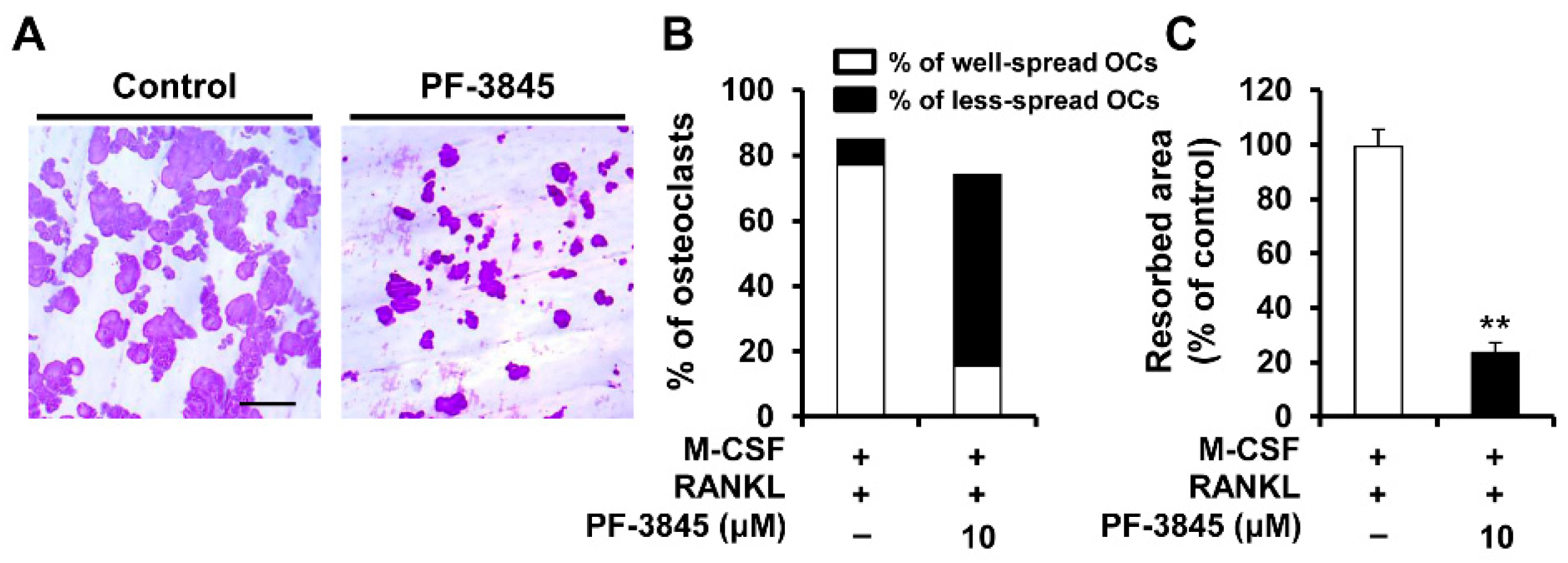 Ijms 22 01915 g003 Ijms 22 01915 g003