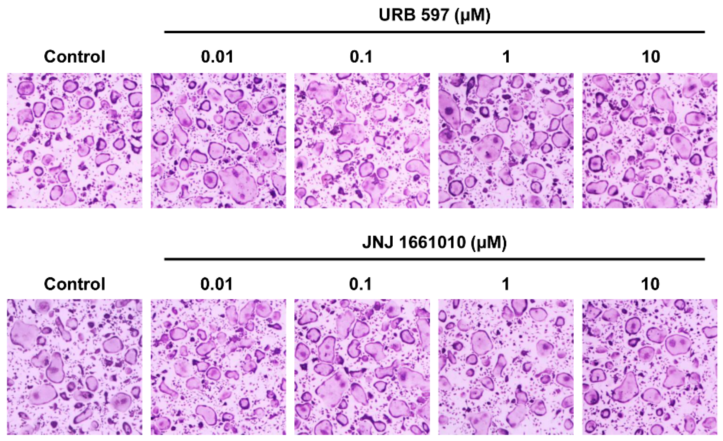 Ijms 22 01915 g006 Ijms 22 01915 g006