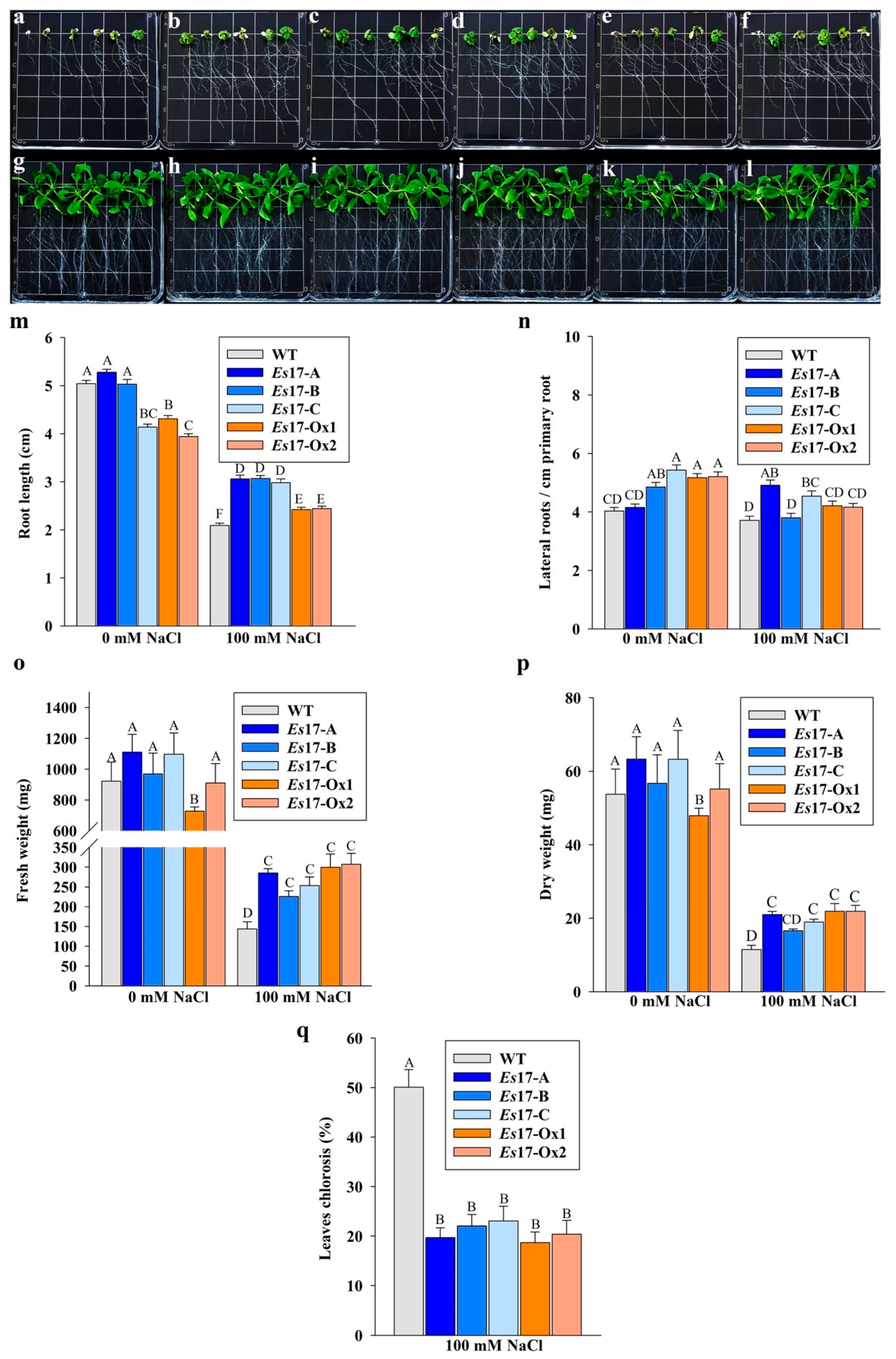 Ijms 22 01971 g003 Ijms 22 01971 g003
