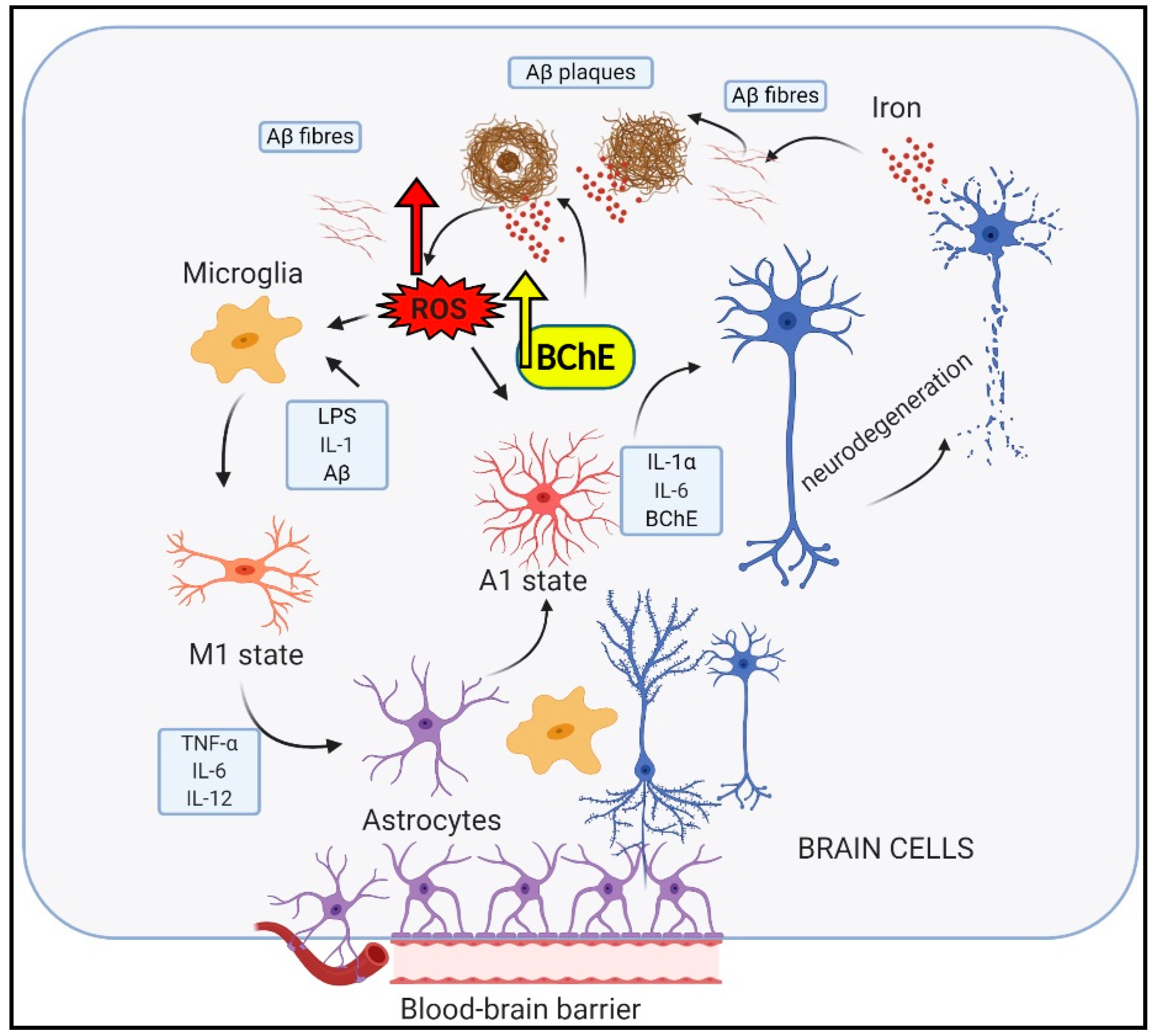Ijms 22 02033 g001 Ijms 22 02033 g001