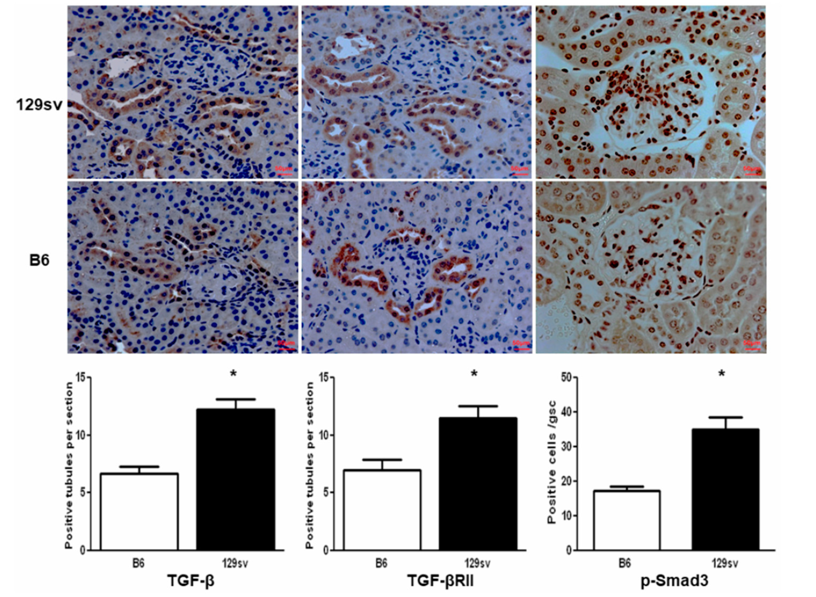 Ijms 22 02059 g004 Ijms 22 02059 g004