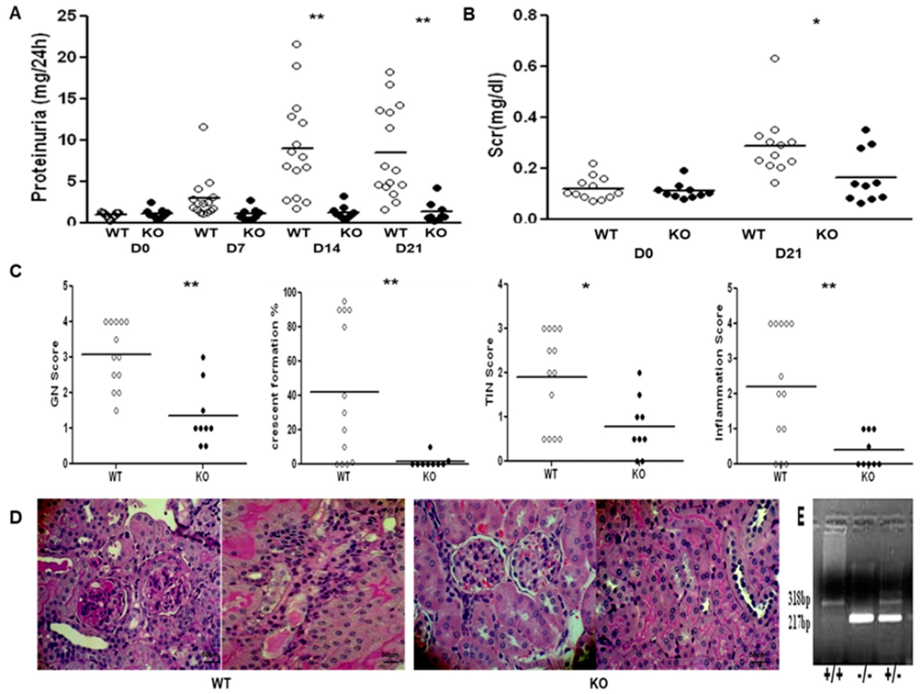 Ijms 22 02059 g005 Ijms 22 02059 g005