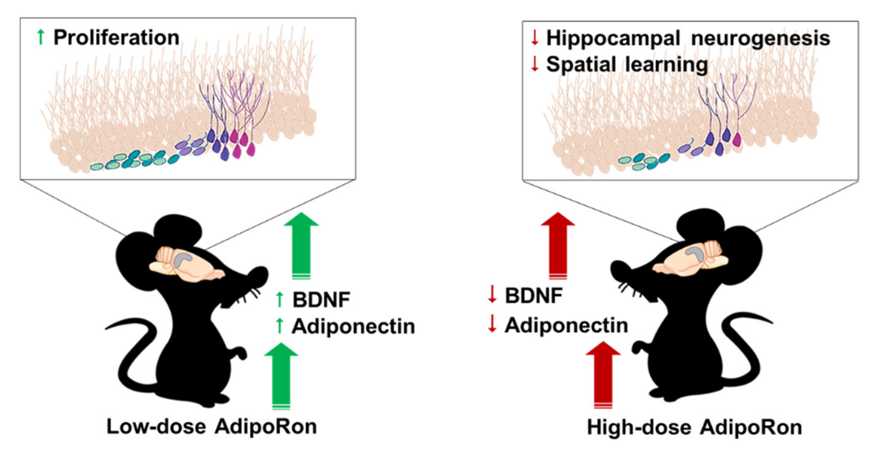 Ijms 22 02068 g006 Ijms 22 02068 g006