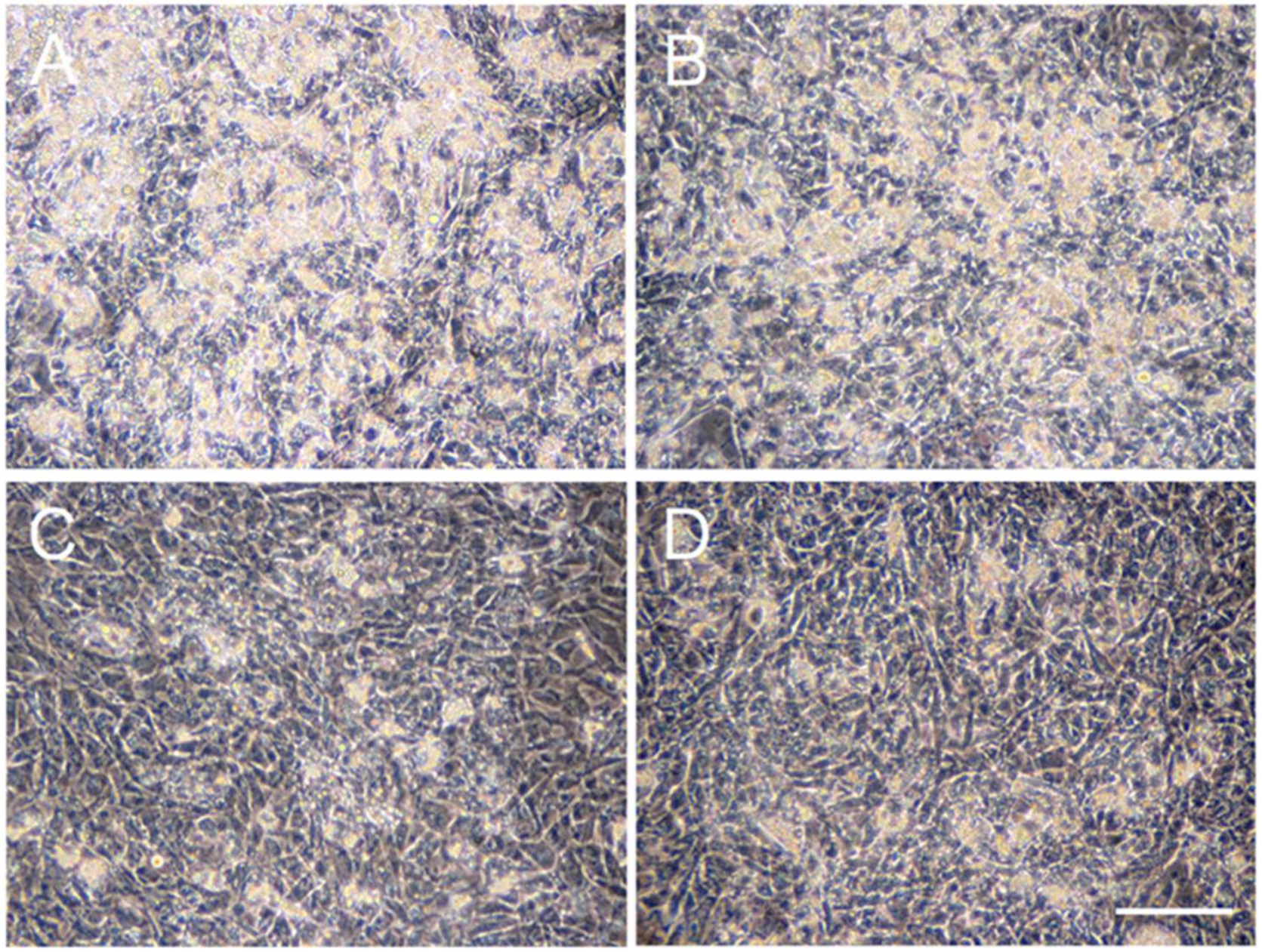 Ijms 22 02114 g001 Ijms 22 02114 g001