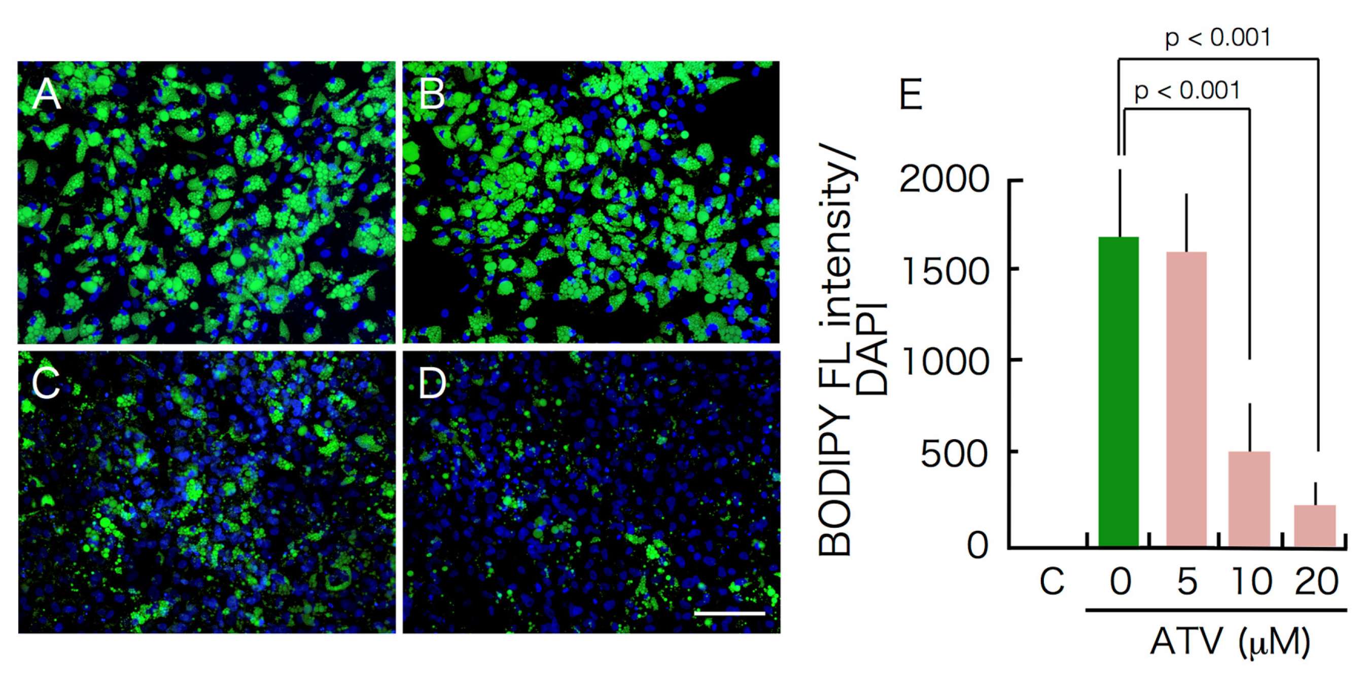 Ijms 22 02114 g002 Ijms 22 02114 g002