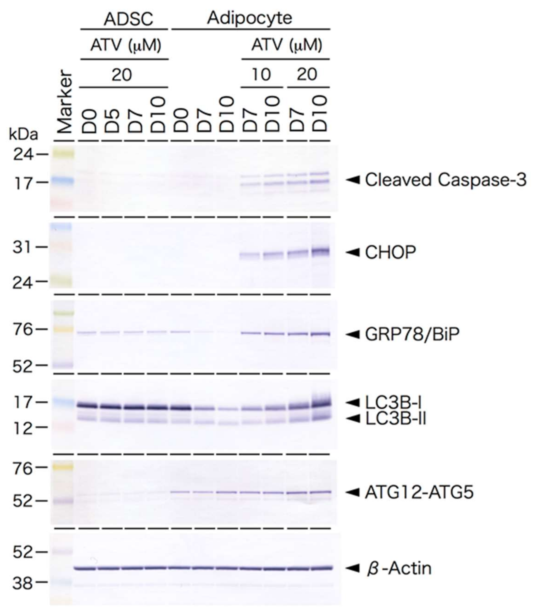 Ijms 22 02114 g005 Ijms 22 02114 g005