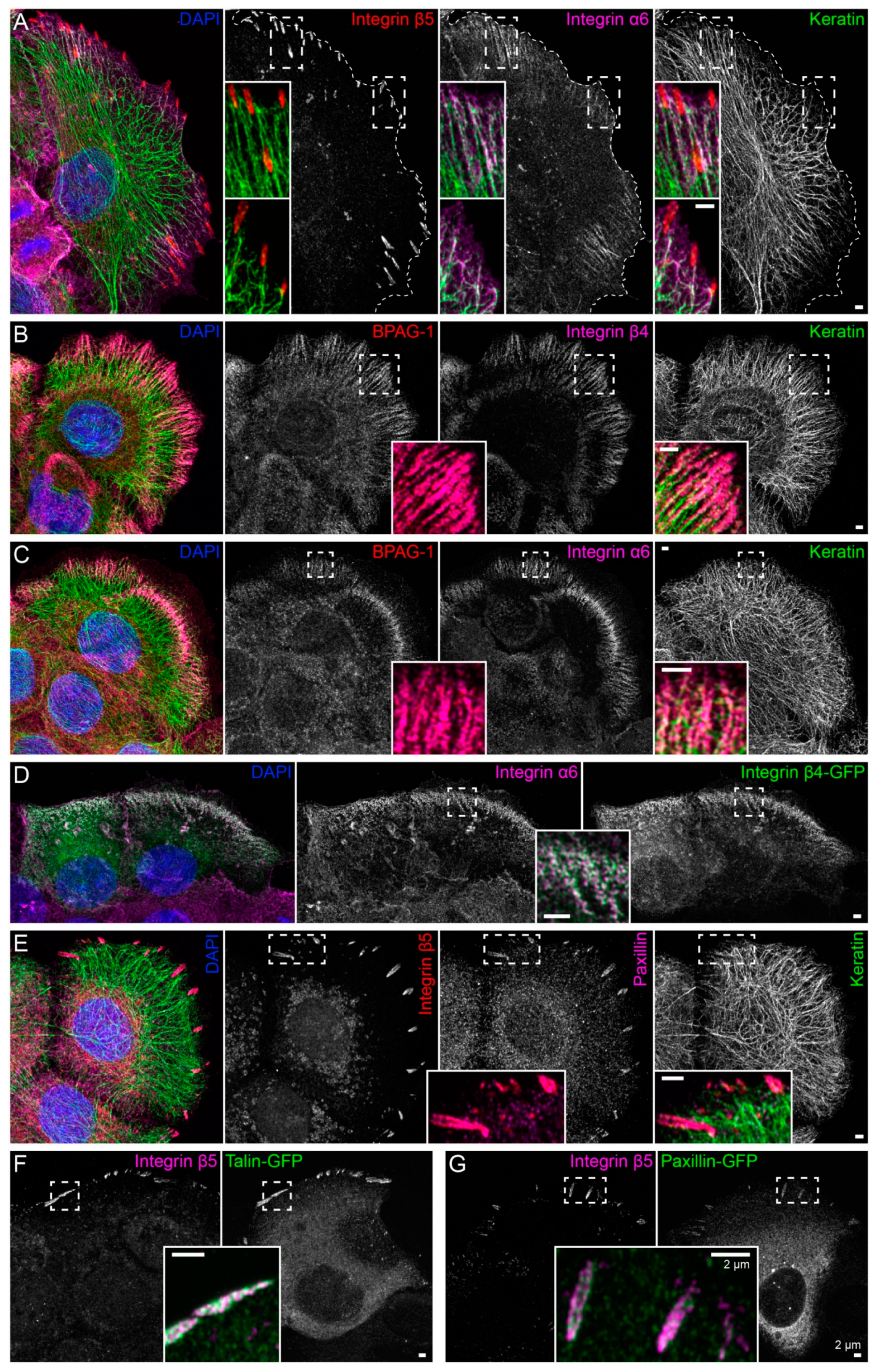 Ijms 22 02130 g001 Ijms 22 02130 g001
