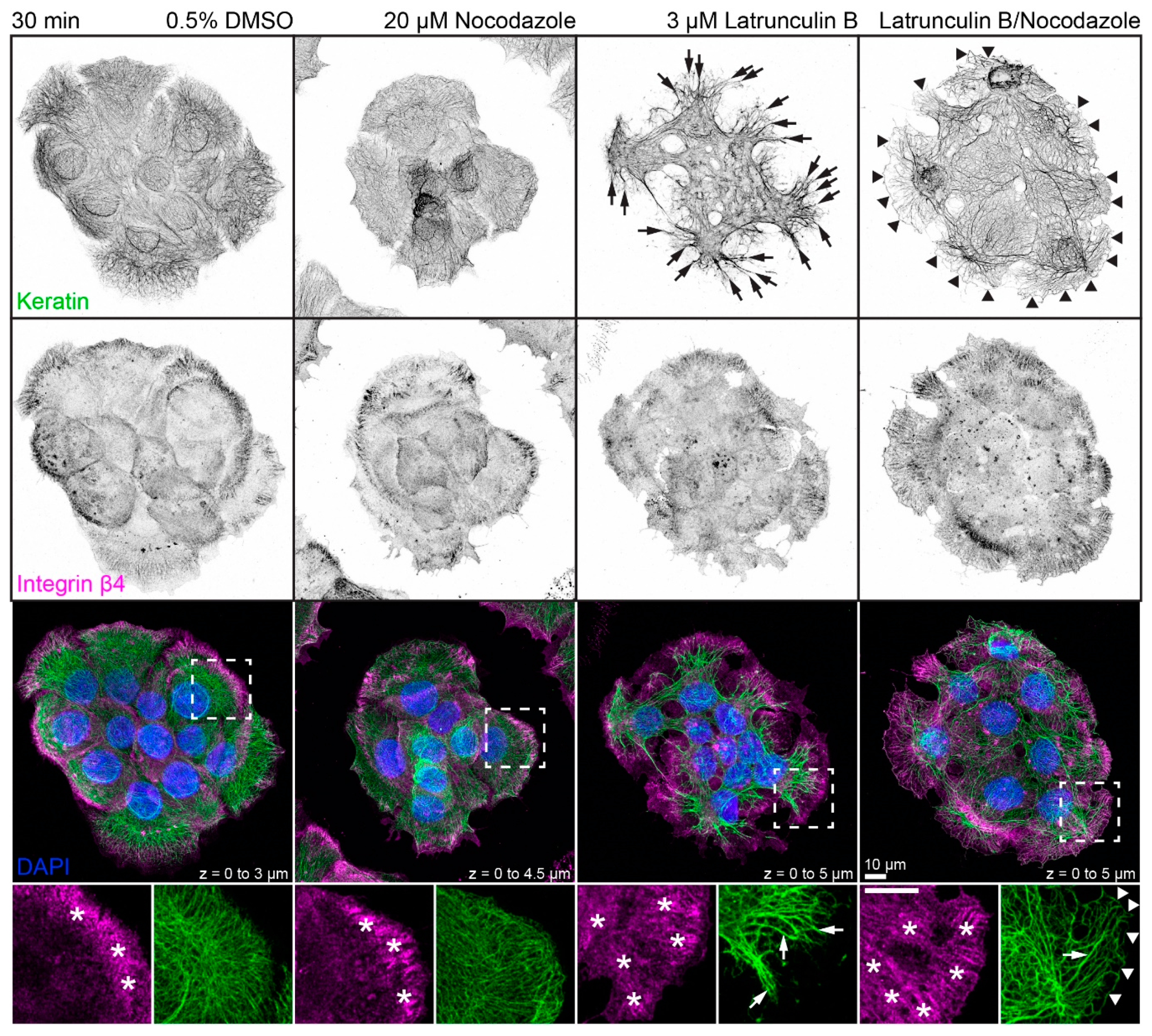 Ijms 22 02130 g002 Ijms 22 02130 g002