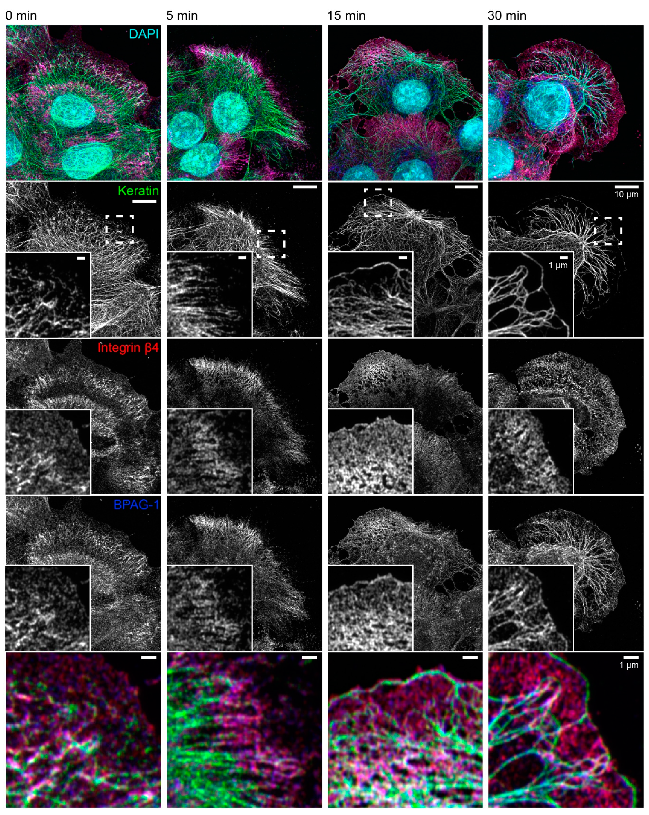 Ijms 22 02130 g003 Ijms 22 02130 g003