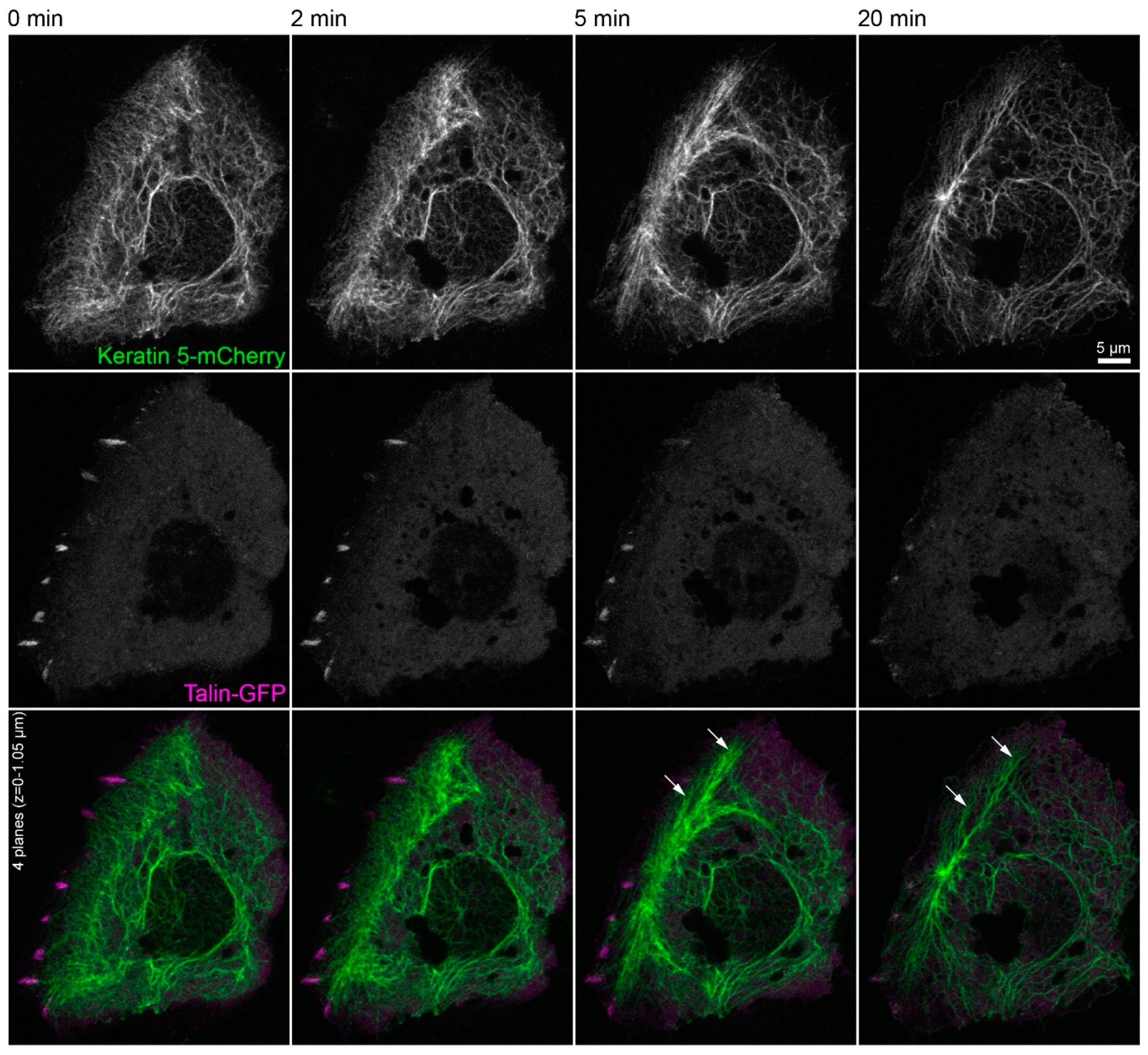 Ijms 22 02130 g005 Ijms 22 02130 g005