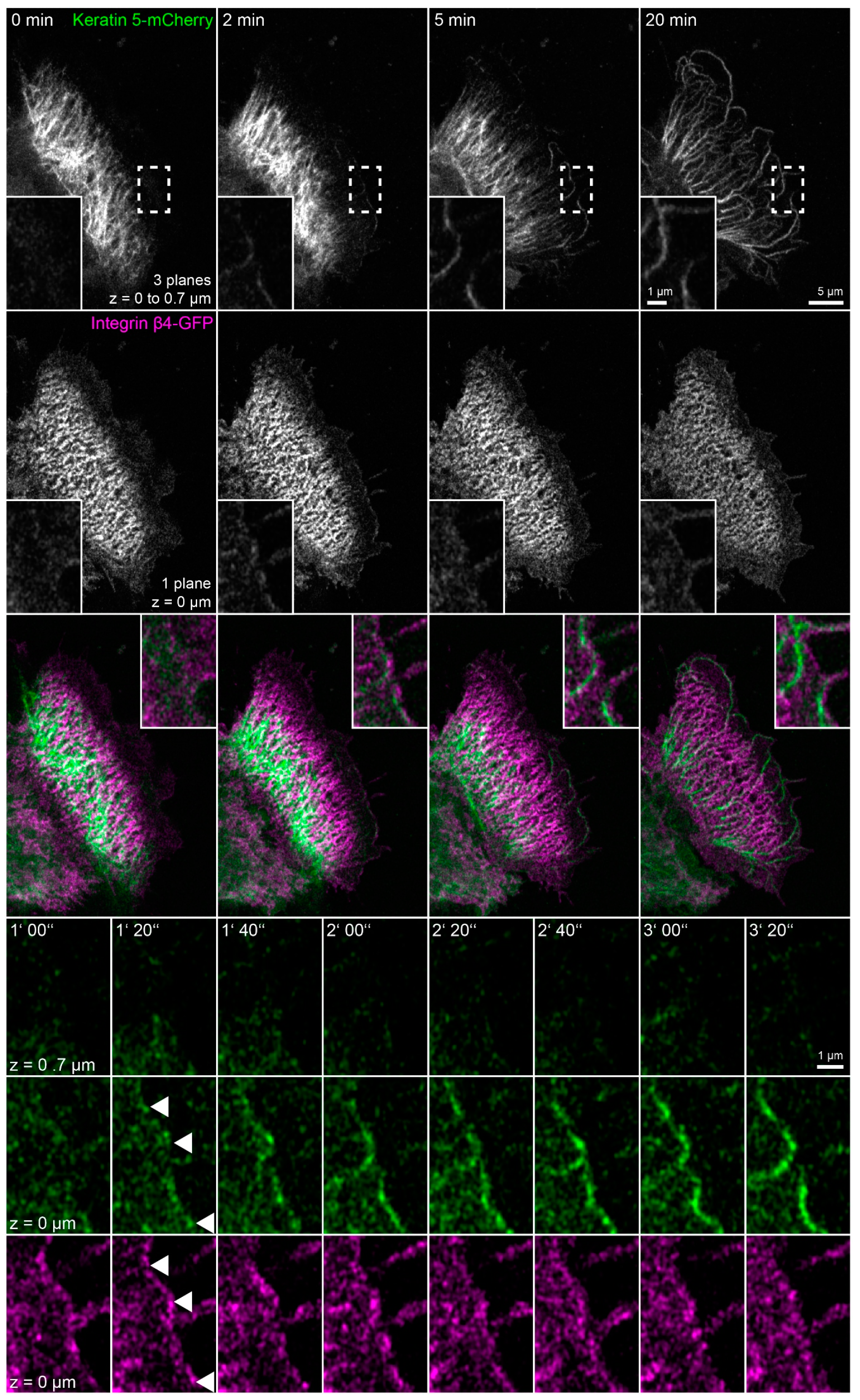 Ijms 22 02130 g006 Ijms 22 02130 g006