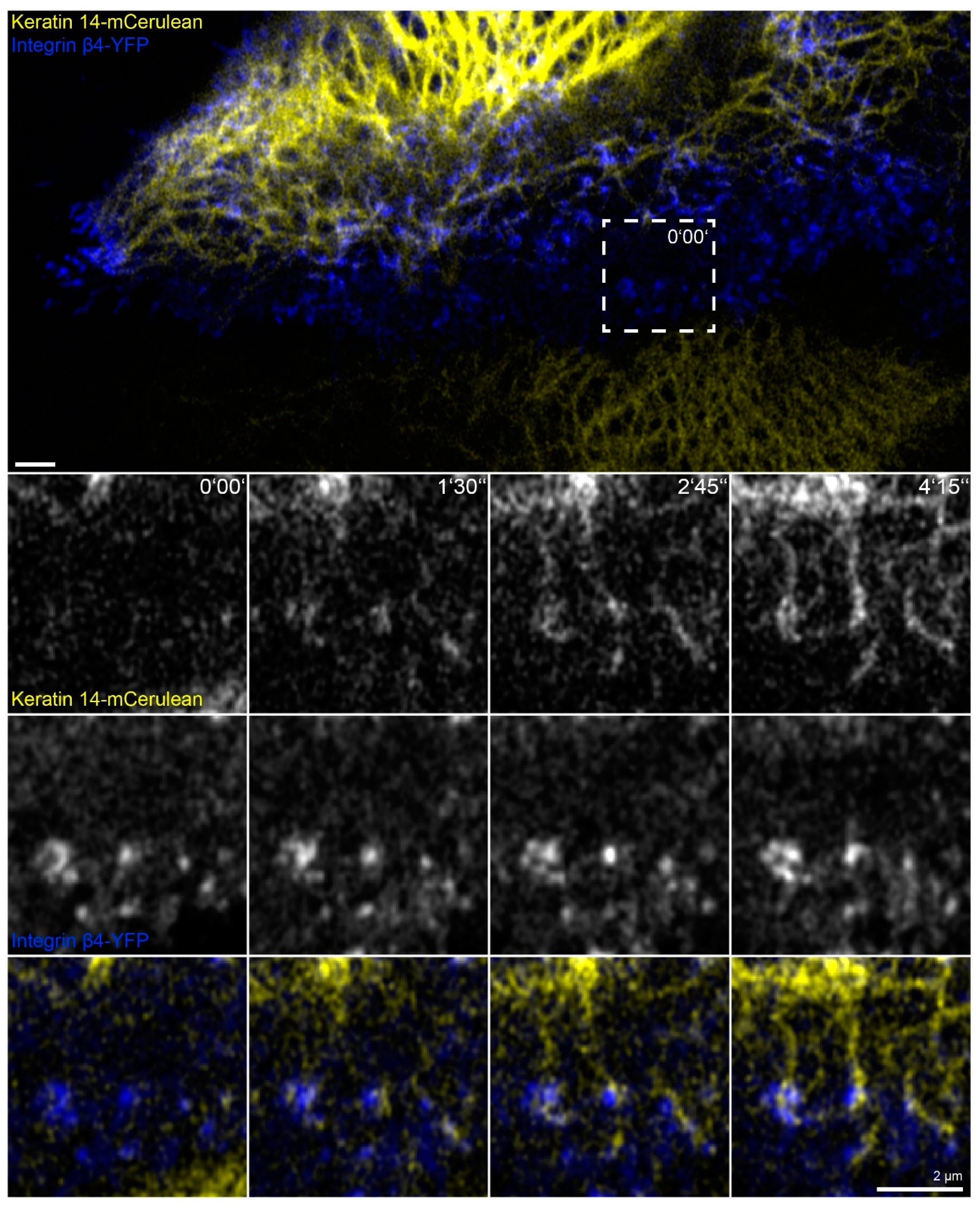 Ijms 22 02130 g007 Ijms 22 02130 g007