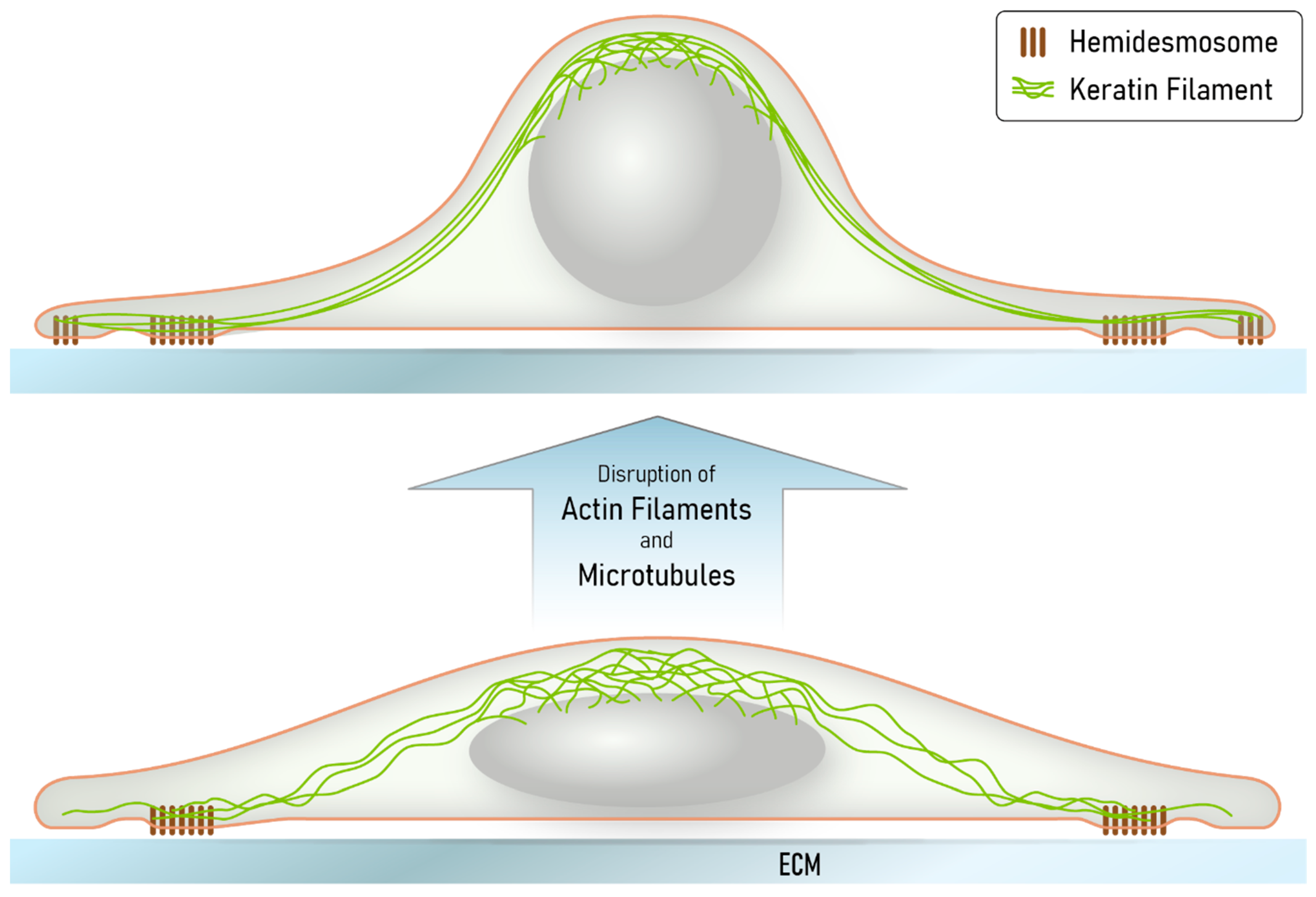 Ijms 22 02130 g008 Ijms 22 02130 g008