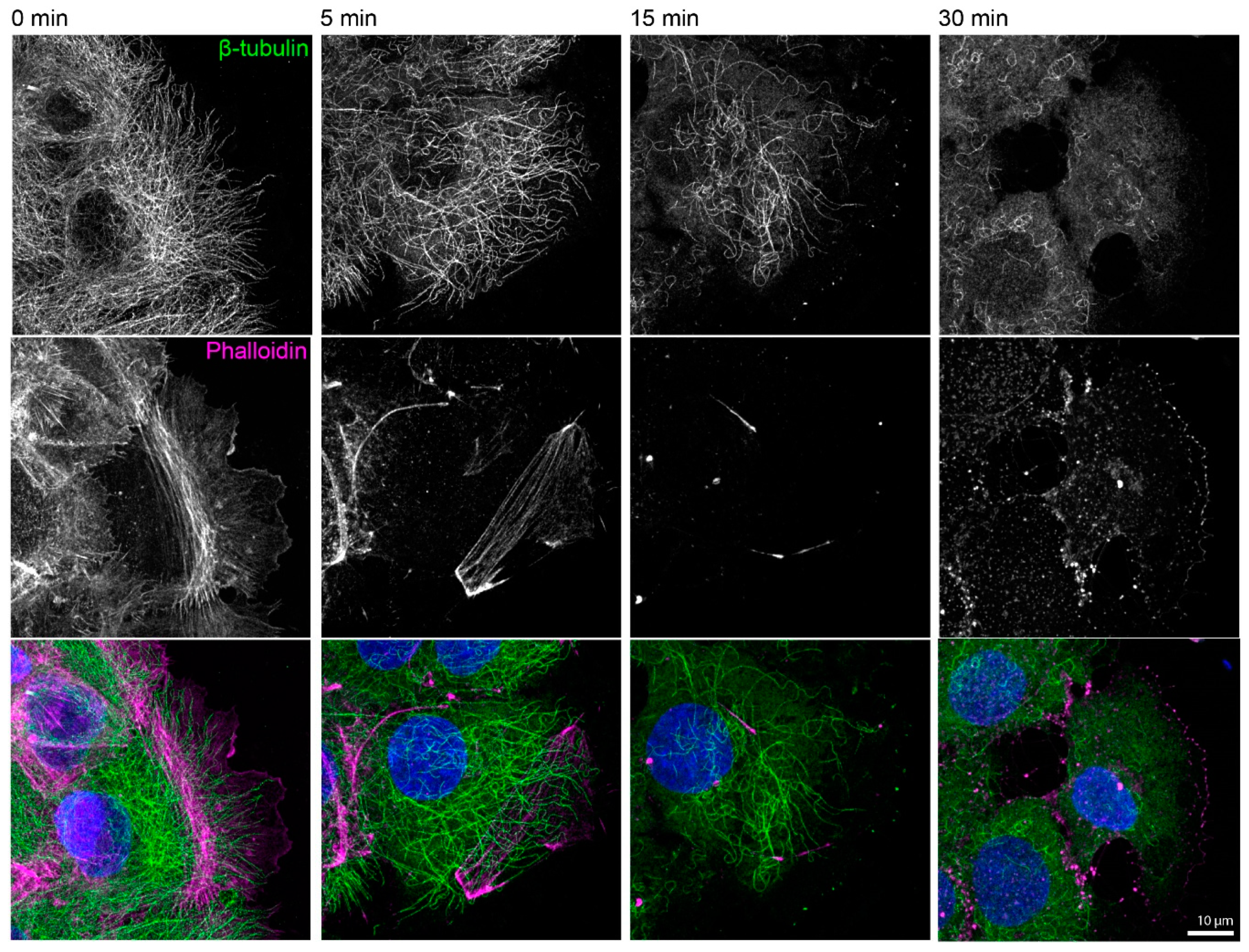 Ijms 22 02130 g0a1 Ijms 22 02130 g0a1