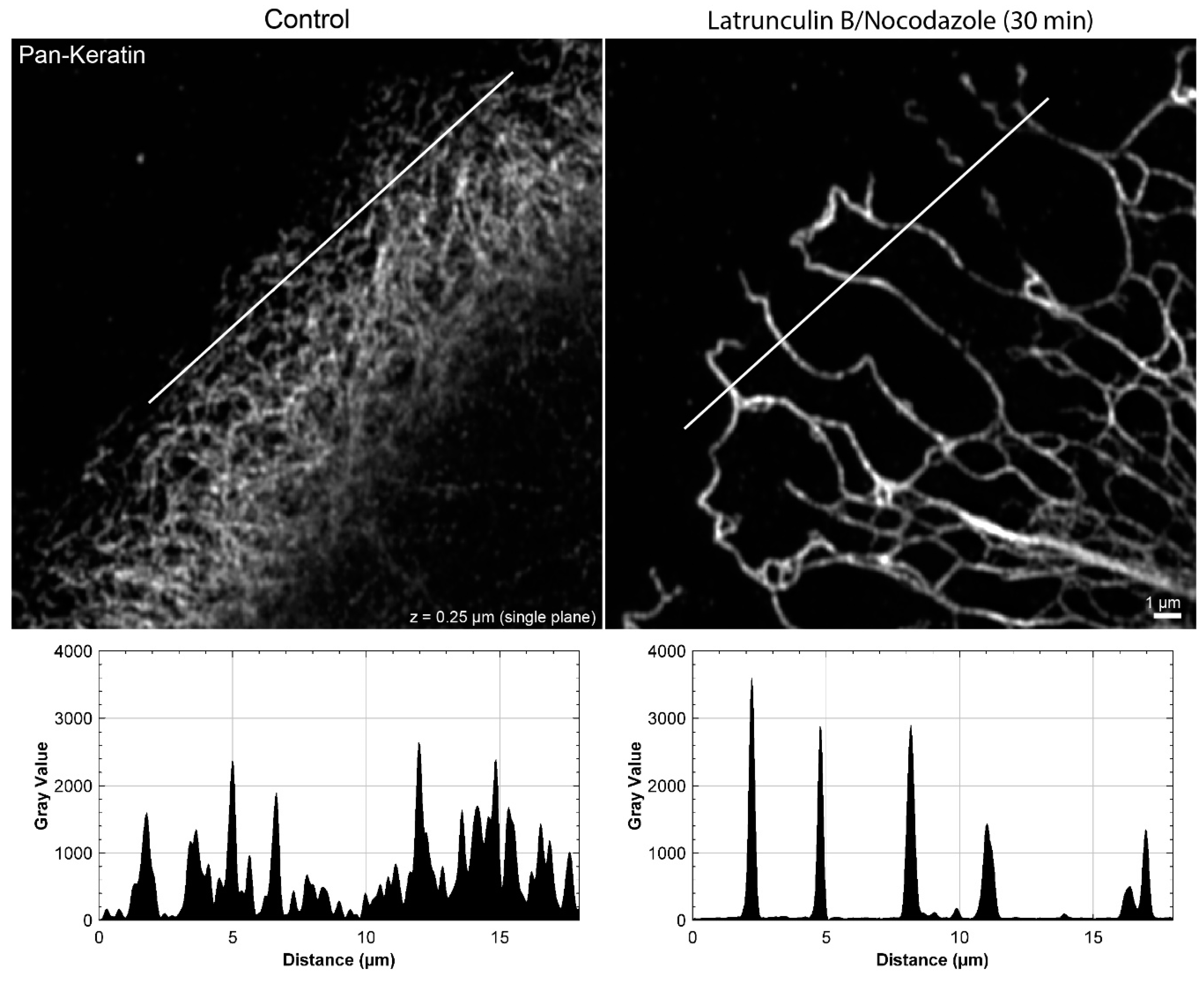 Ijms 22 02130 g0a3 Ijms 22 02130 g0a3