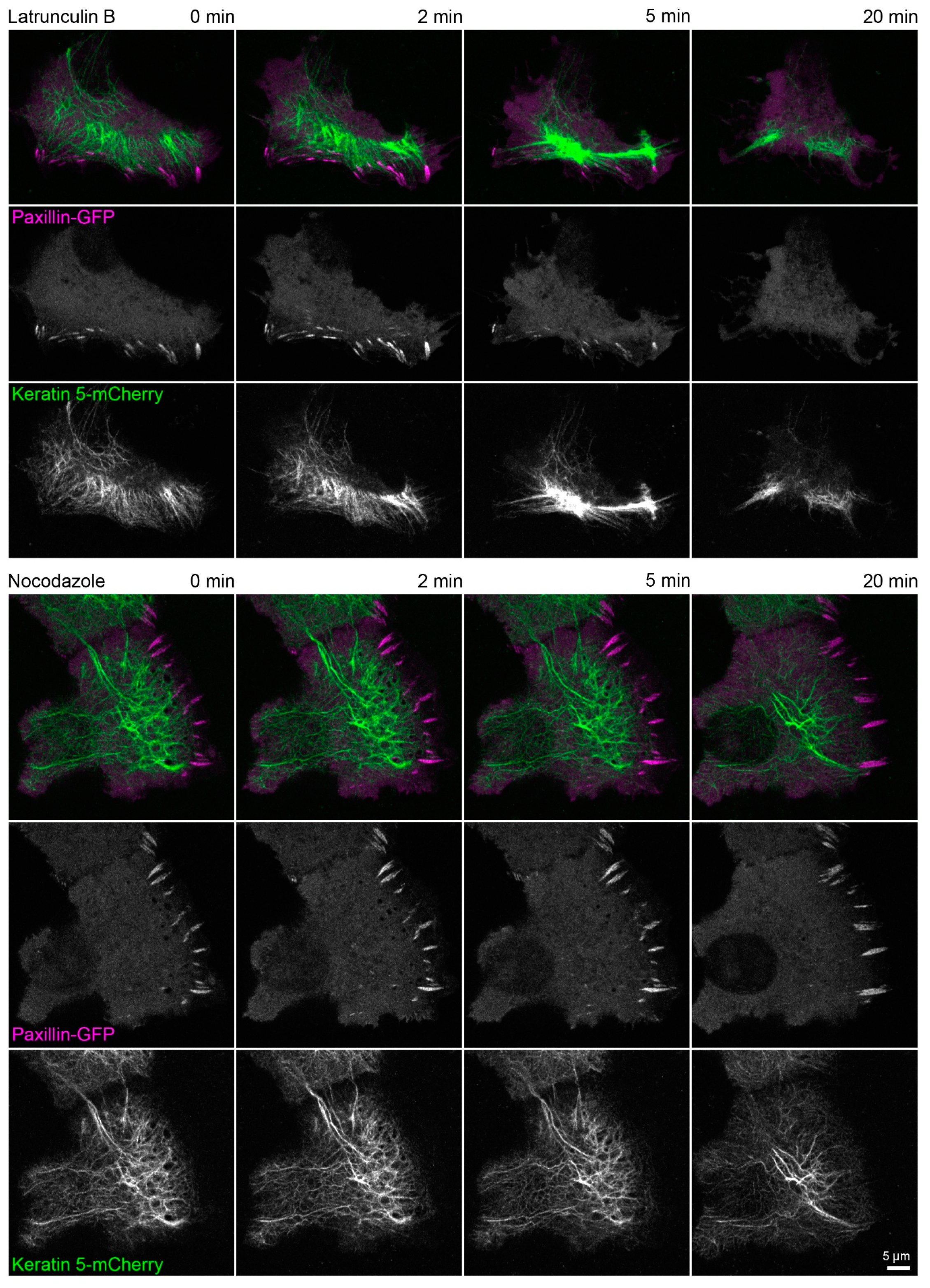 Ijms 22 02130 g0a4 Ijms 22 02130 g0a4