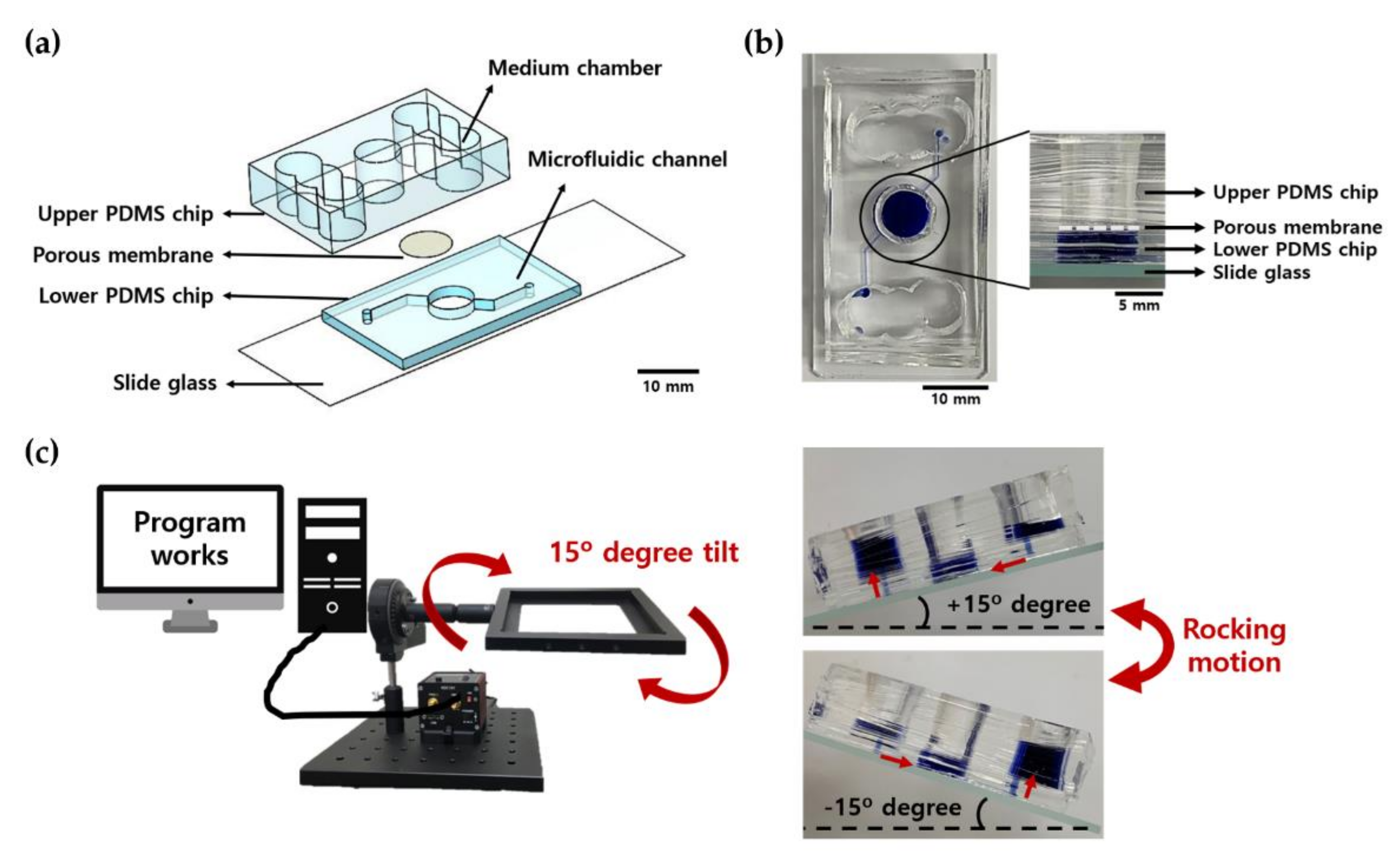 Ijms 22 02160 g009 Ijms 22 02160 g009