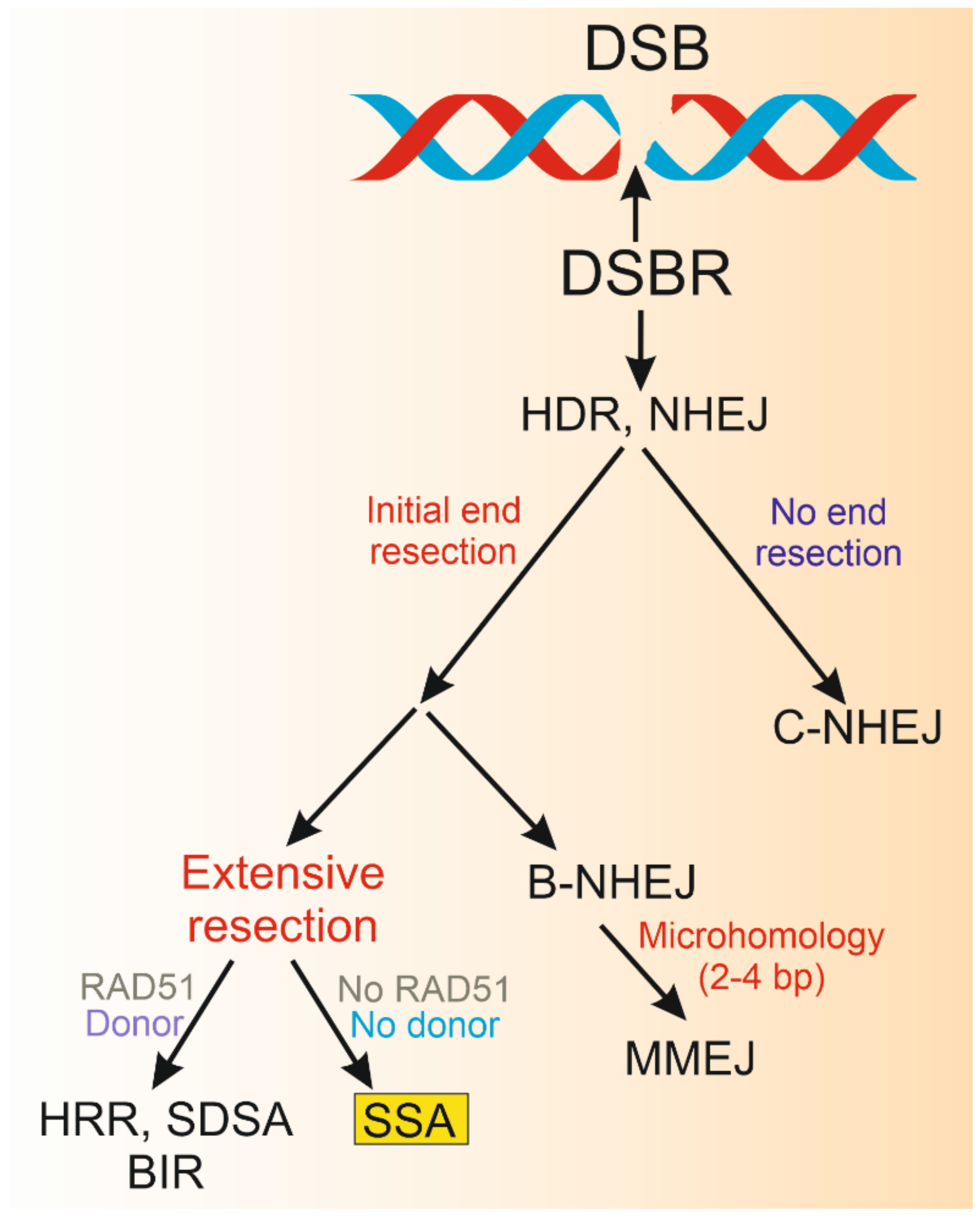 Ijms 22 02167 g001 Ijms 22 02167 g001