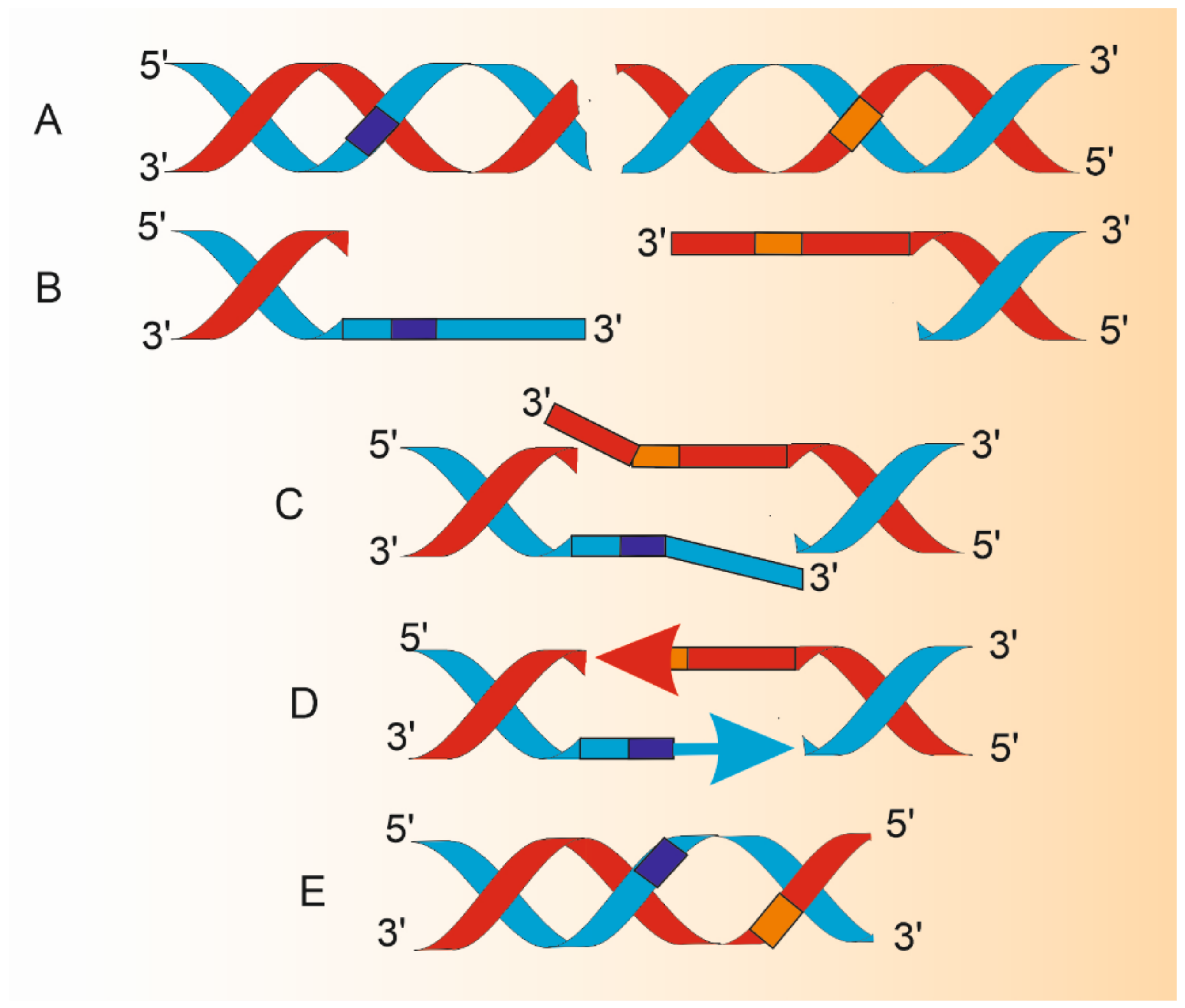 Ijms 22 02167 g002 Ijms 22 02167 g002