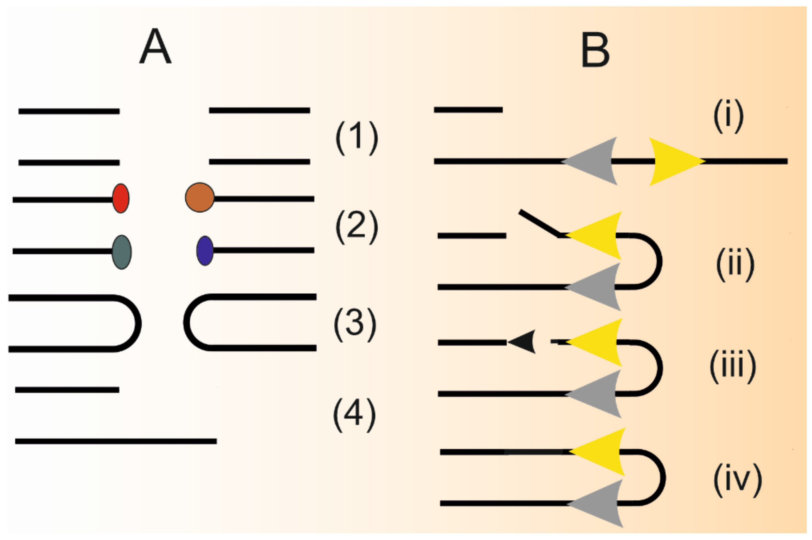 Ijms 22 02167 g003 Ijms 22 02167 g003