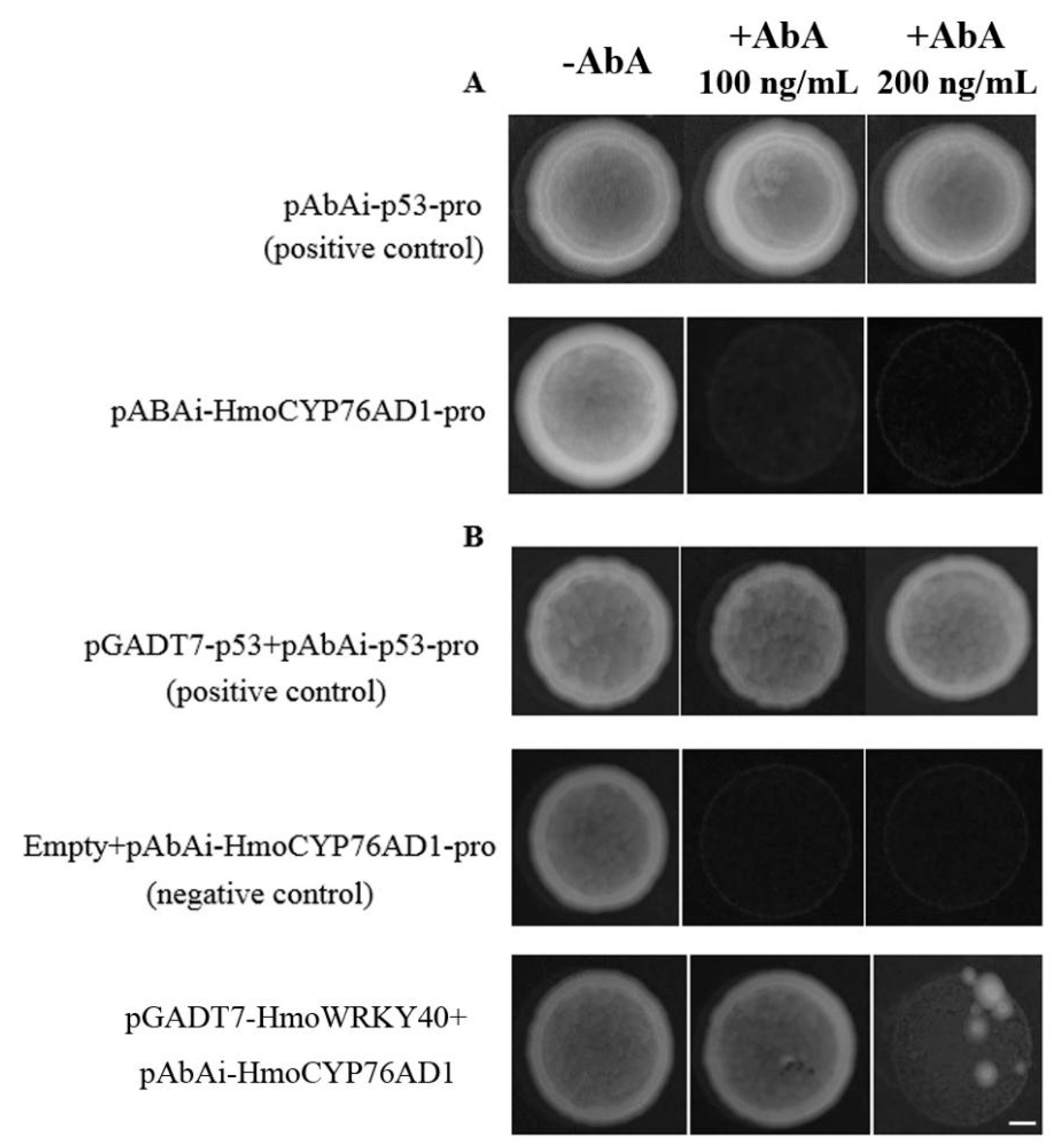 Ijms 22 02171 g007 Ijms 22 02171 g007