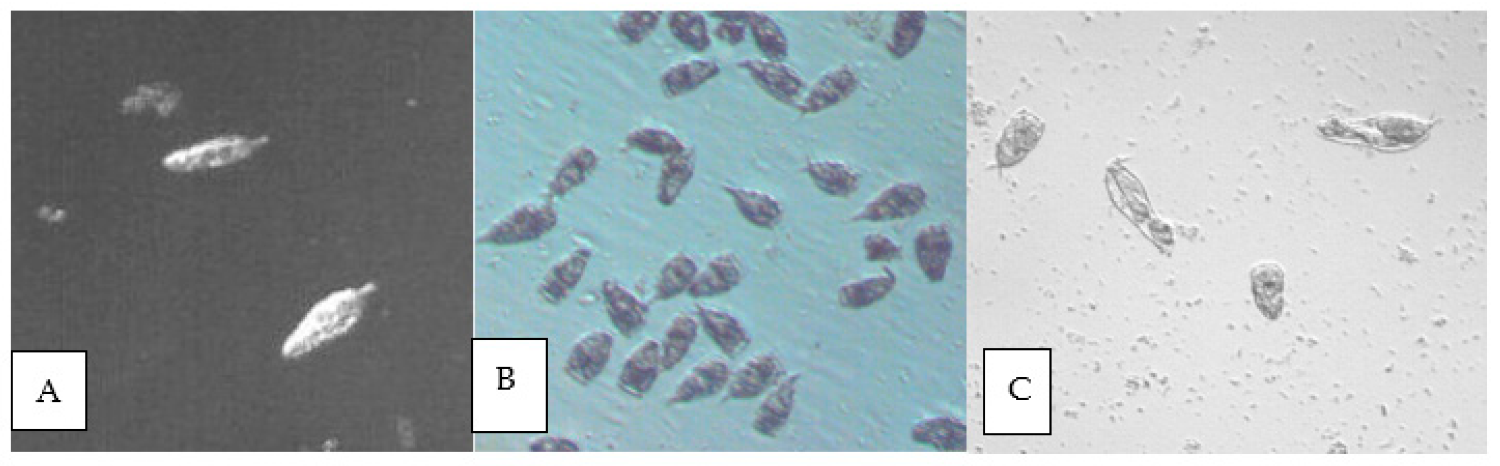 Ijms 22 02178 g009 Ijms 22 02178 g009