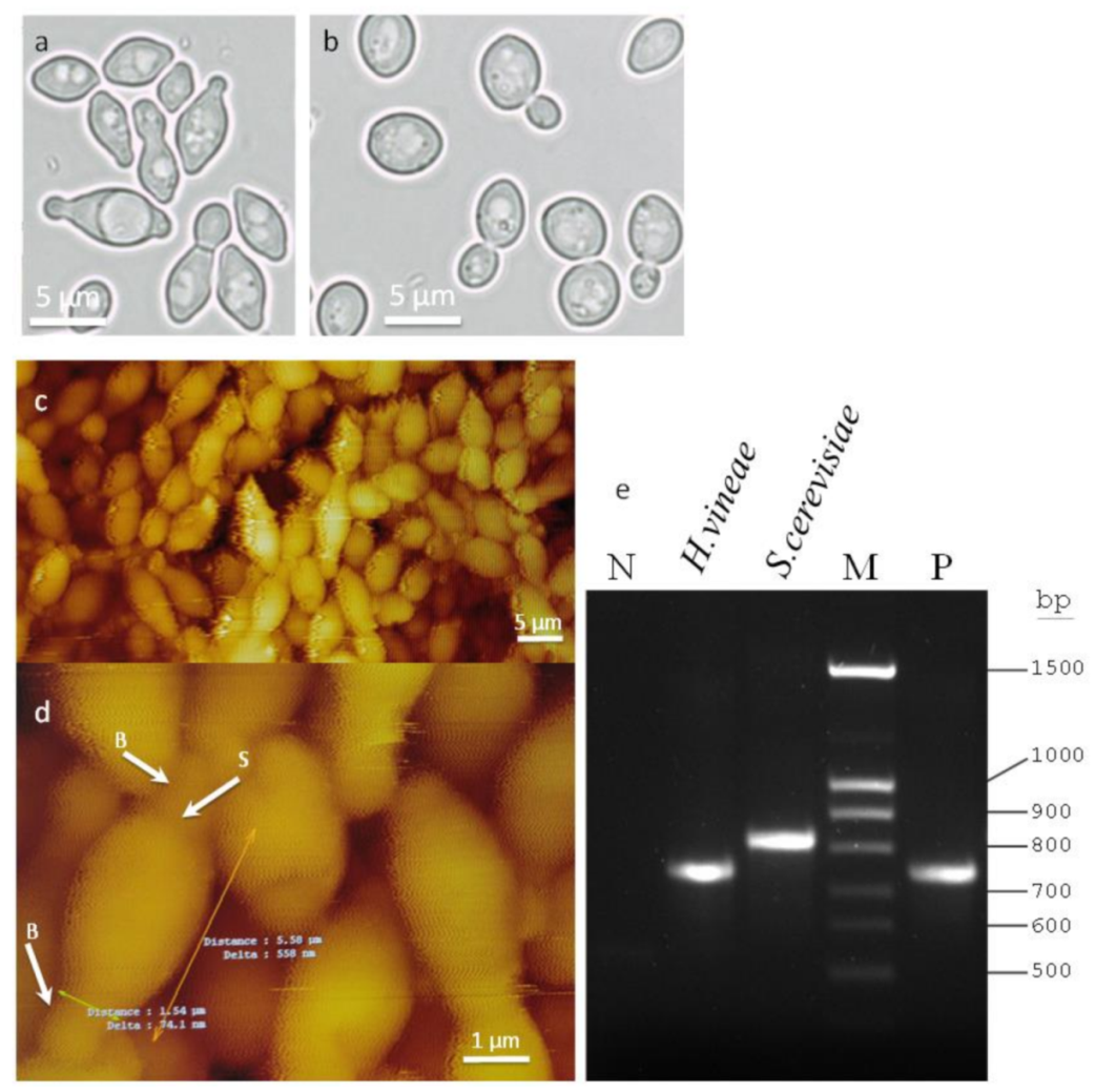 Ijms 22 02195 g001