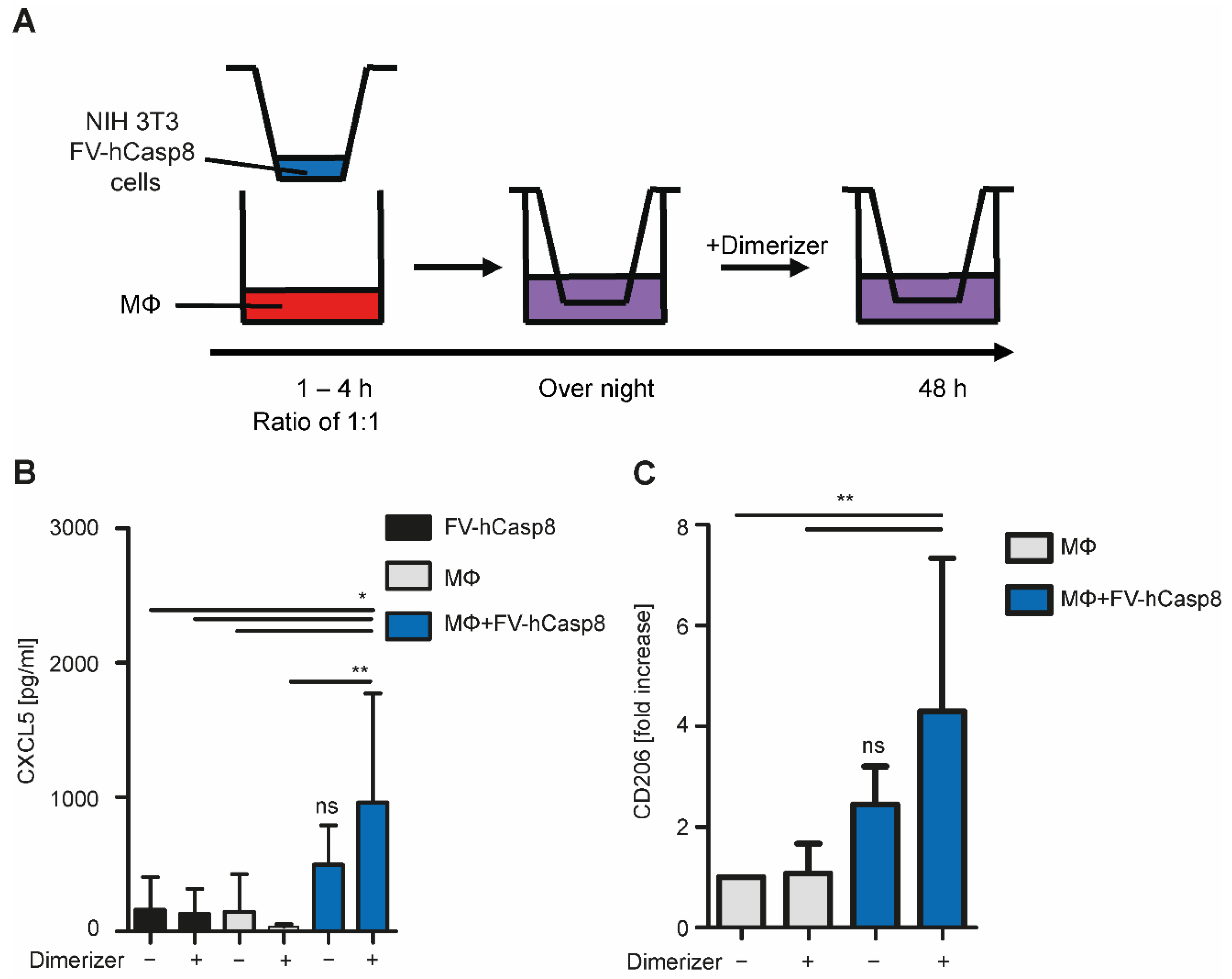 Ijms 22 02230 g002 Ijms 22 02230 g002