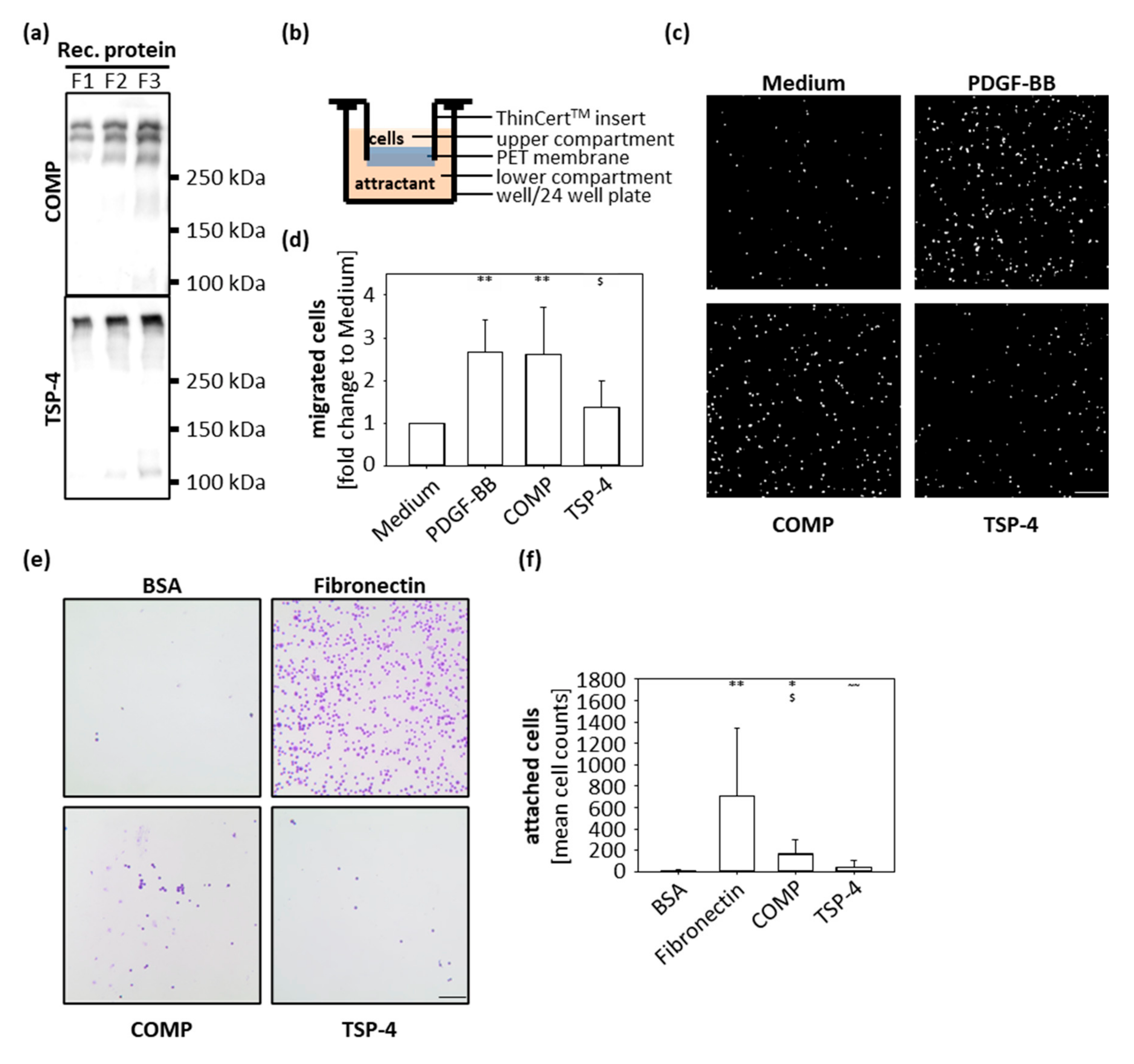 Ijms 22 02242 g002 Ijms 22 02242 g002