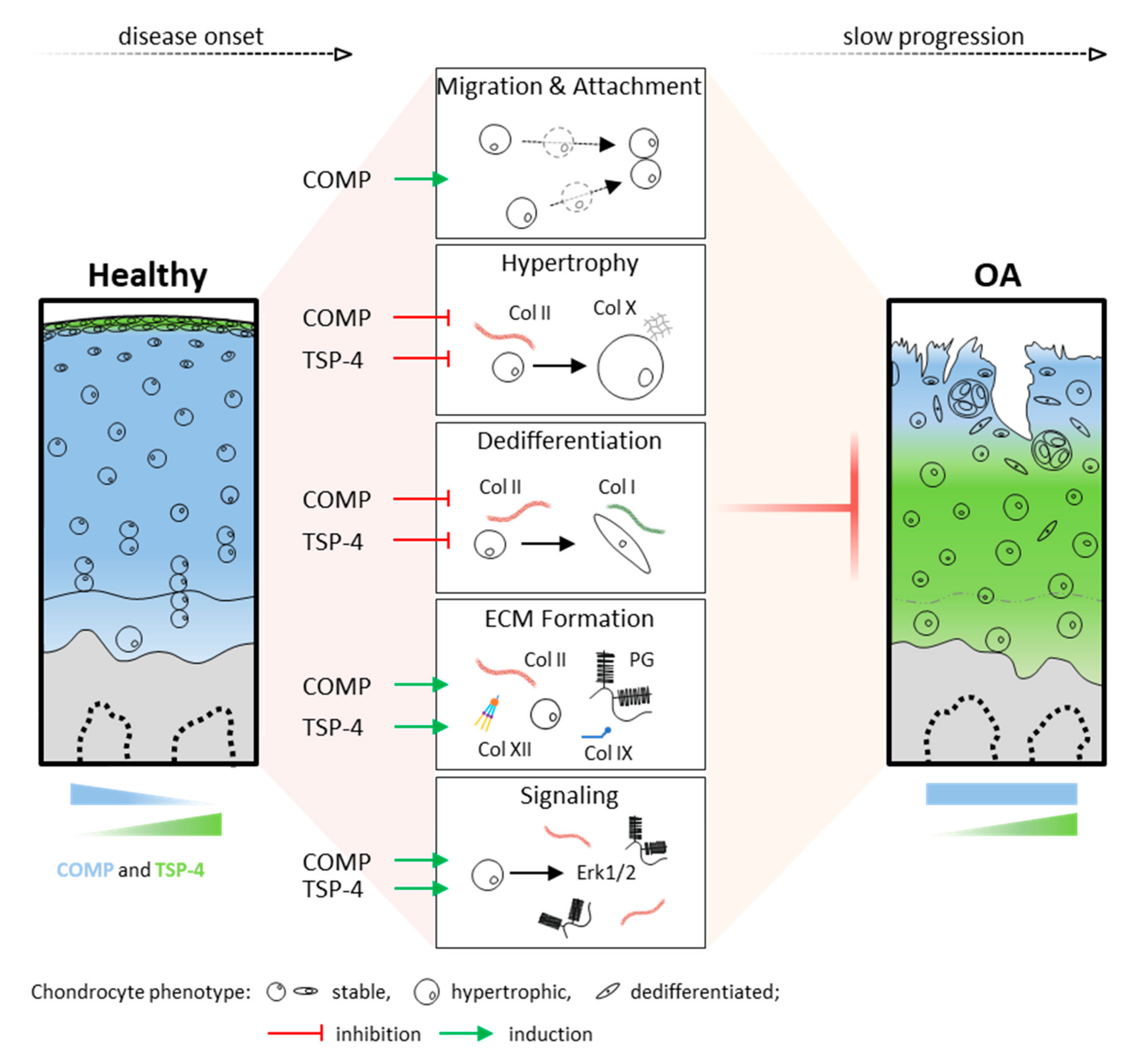 Ijms 22 02242 g007 Ijms 22 02242 g007
