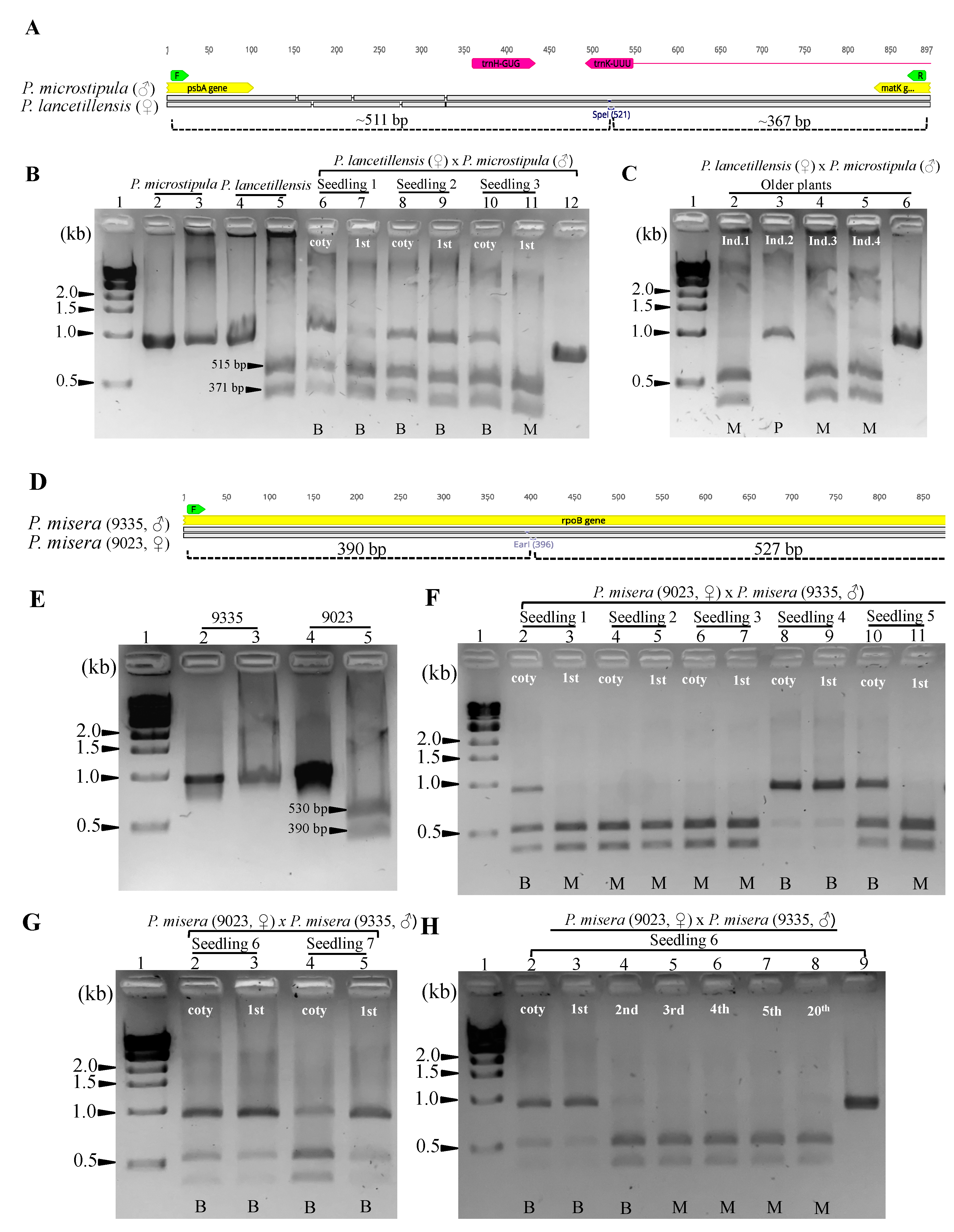 Ijms 22 02278 g003 Ijms 22 02278 g003