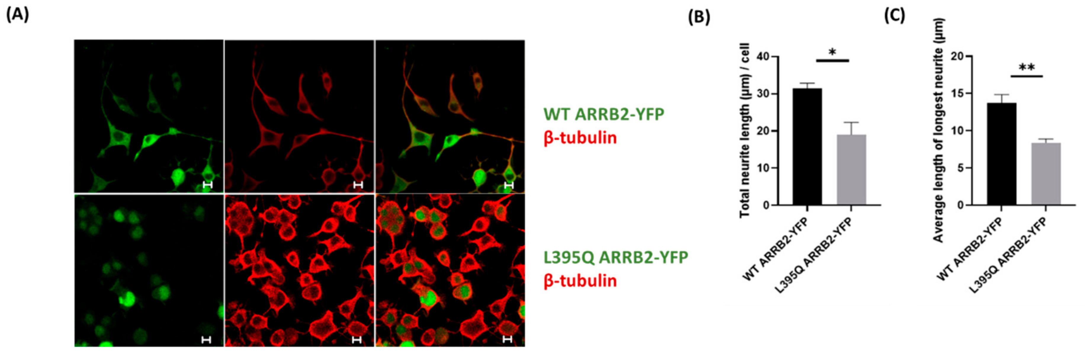 Ijms 22 02280 g006 Ijms 22 02280 g006