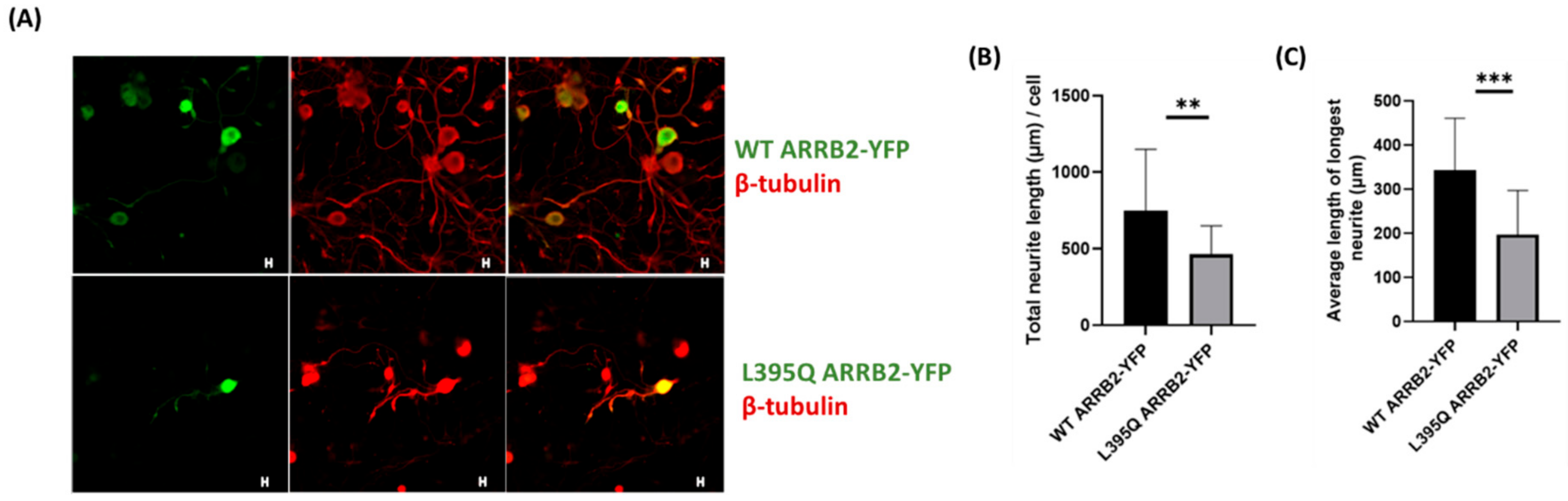 Ijms 22 02280 g007 Ijms 22 02280 g007