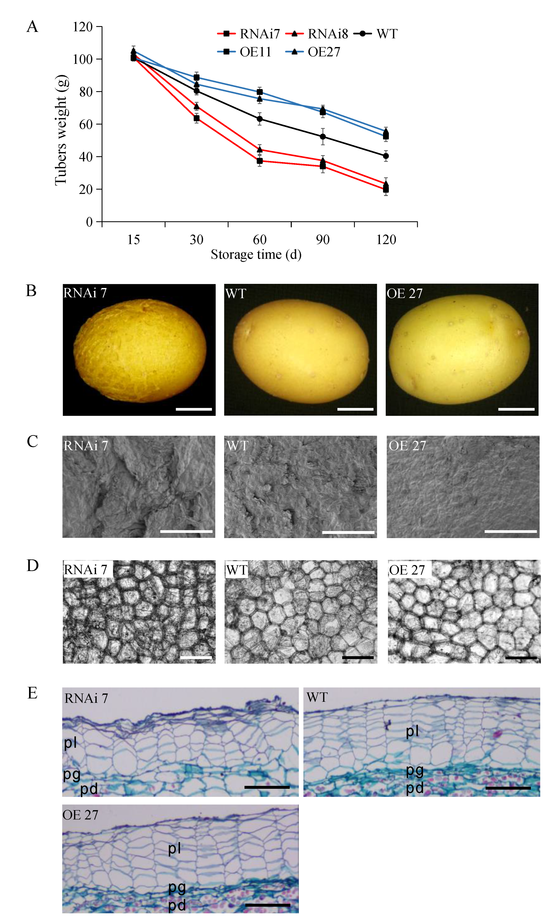 Ijms 22 02287 g003
