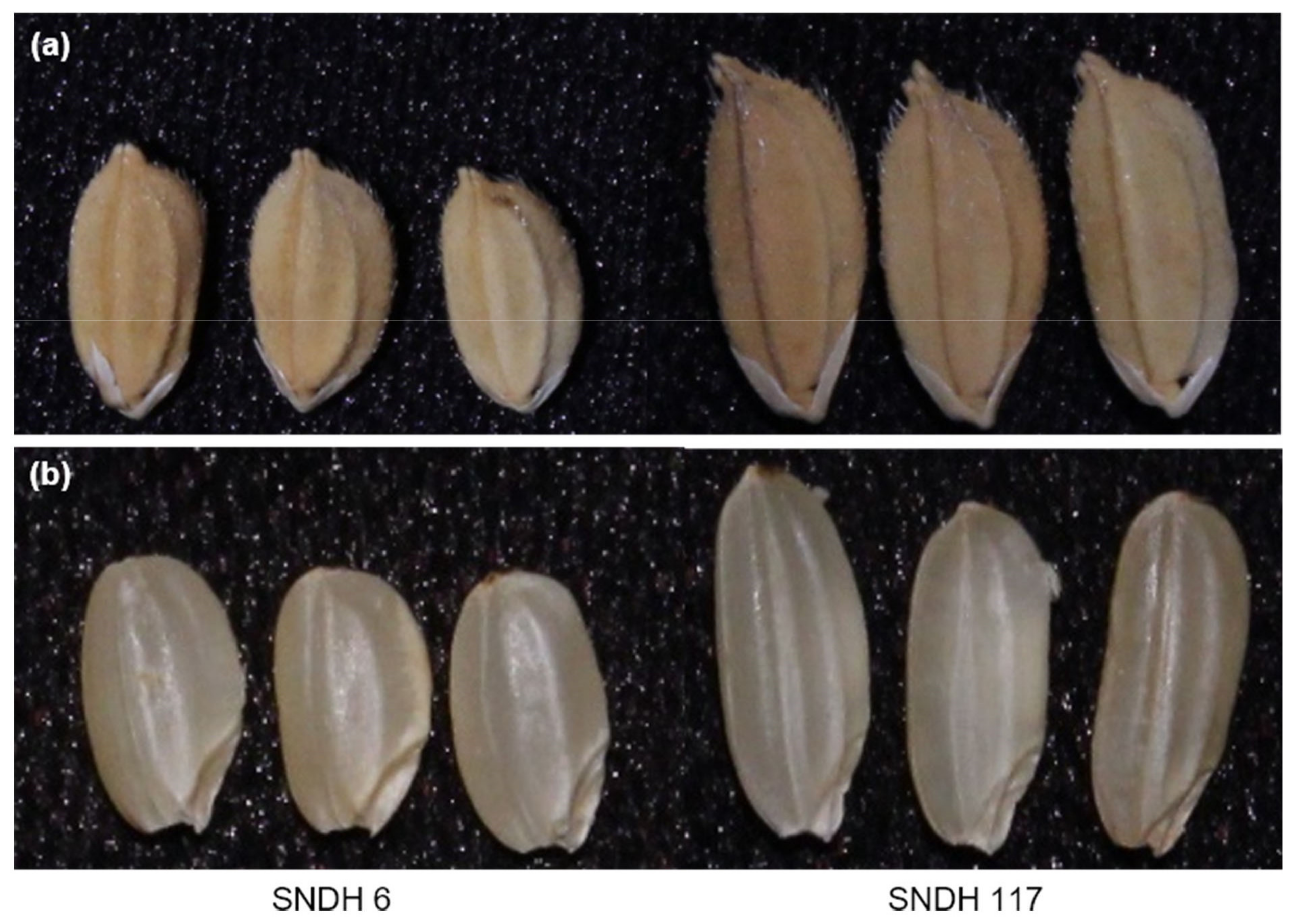 Ijms 22 02289 g001 Ijms 22 02289 g001