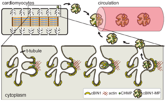 Ijms 22 02299 g002 Ijms 22 02299 g002