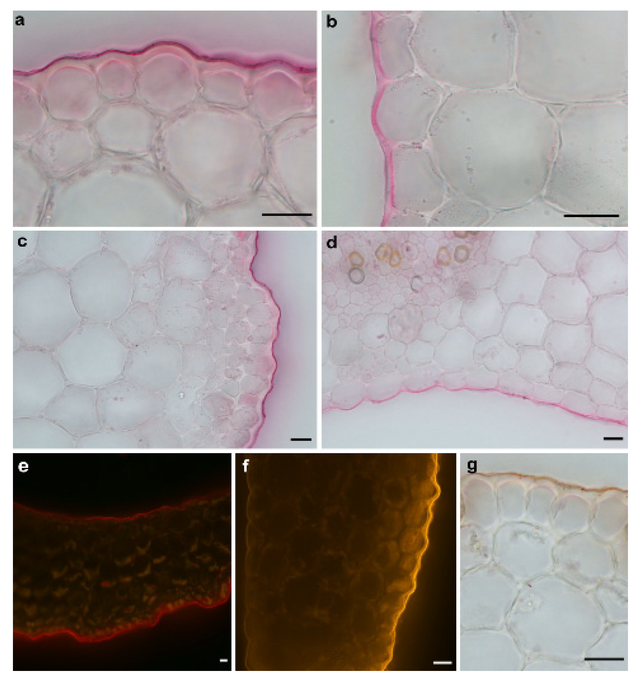 Ijms 22 02317 g002 Ijms 22 02317 g002