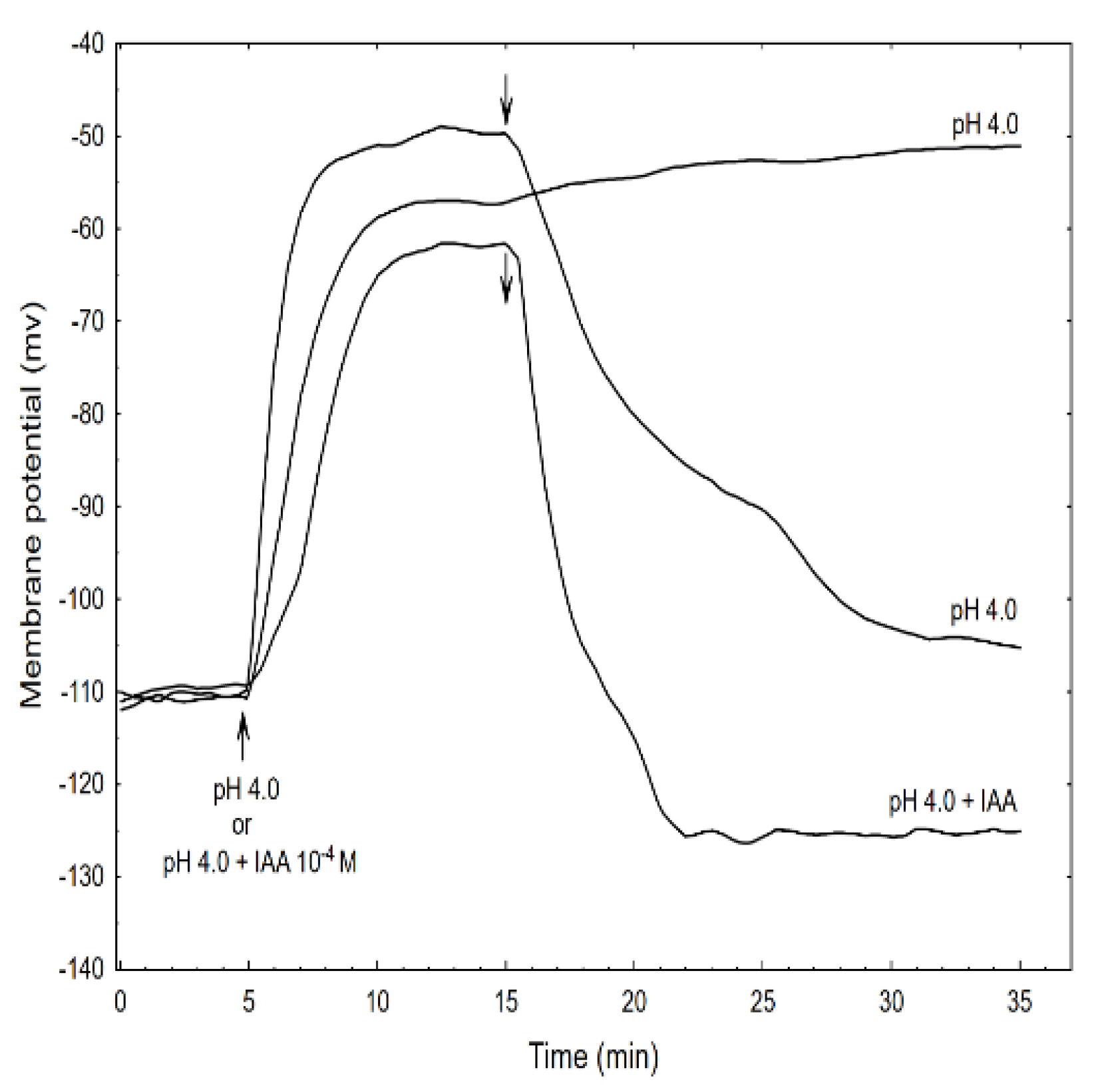 Ijms 22 02317 g007 Ijms 22 02317 g007