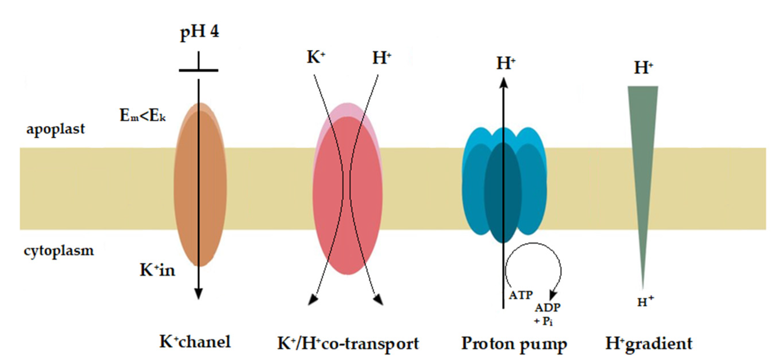 Ijms 22 02317 g008 Ijms 22 02317 g008