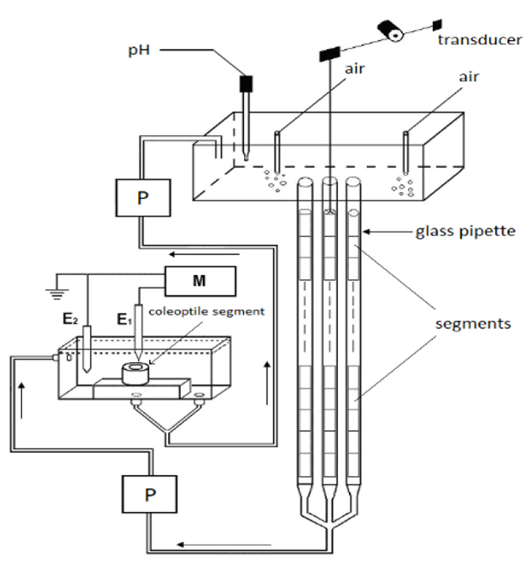 Ijms 22 02317 g009 Ijms 22 02317 g009