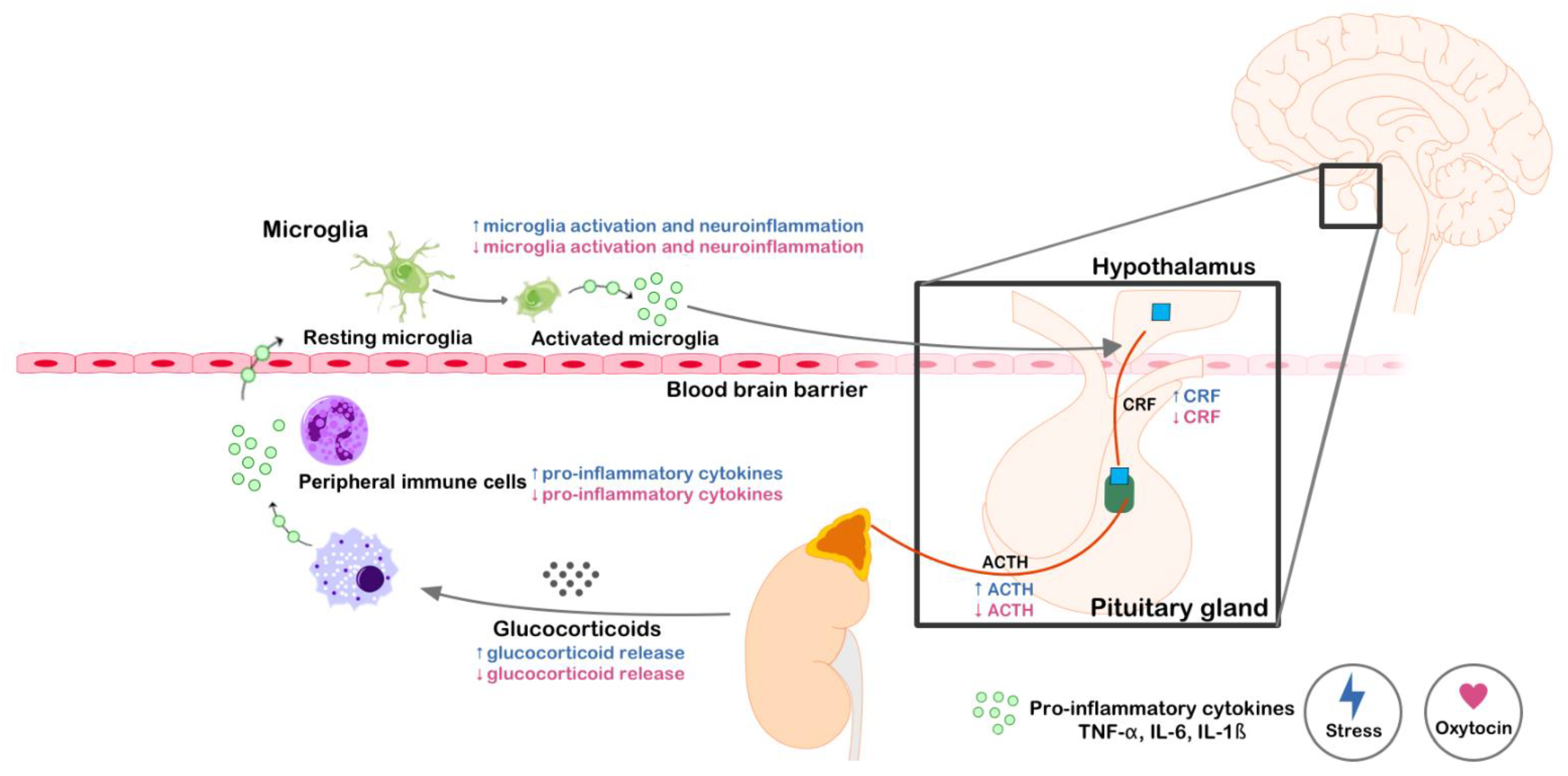 Ijms 22 02372 g002 Ijms 22 02372 g002