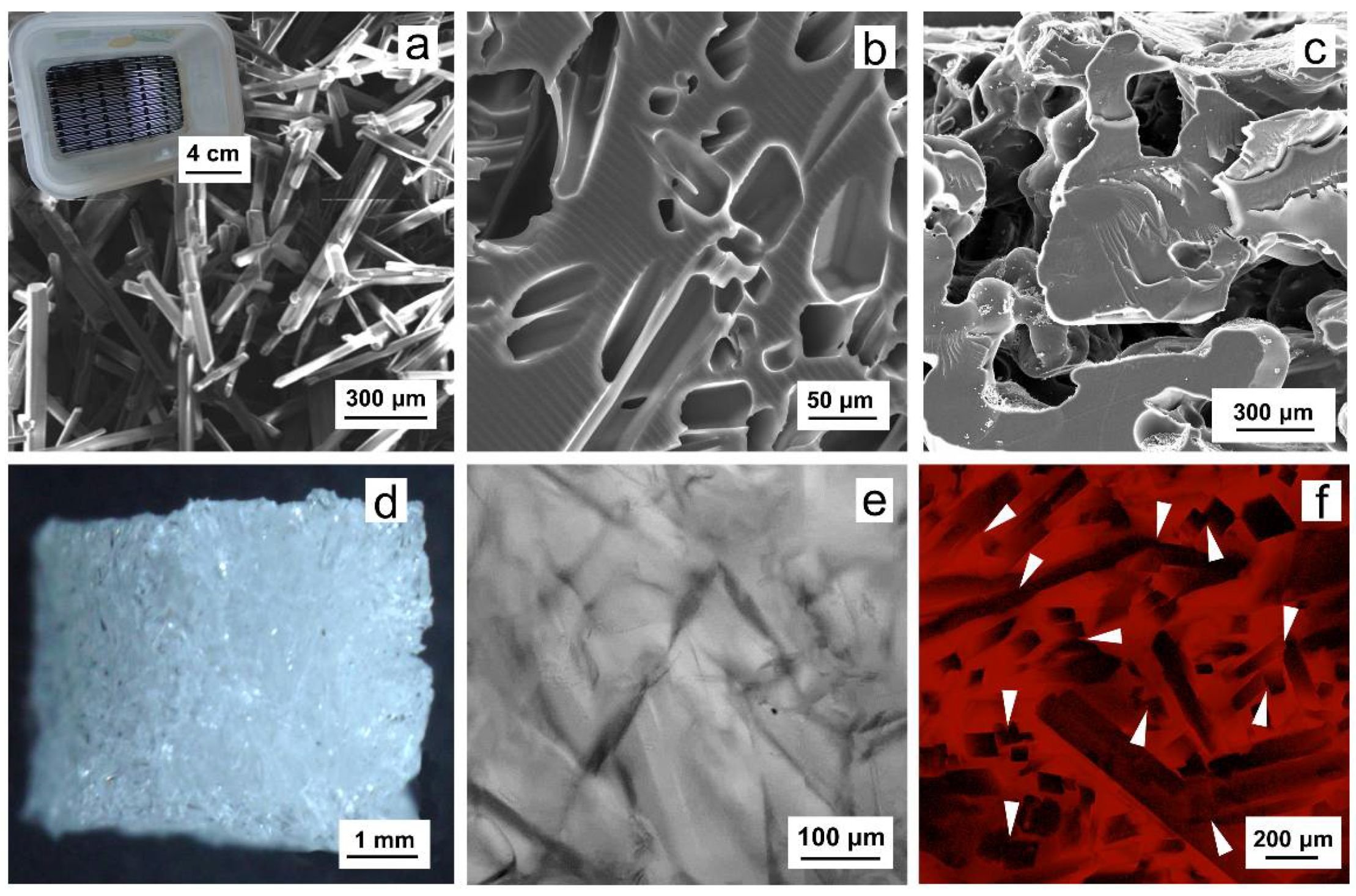 Ijms 22 02376 g001 Ijms 22 02376 g001