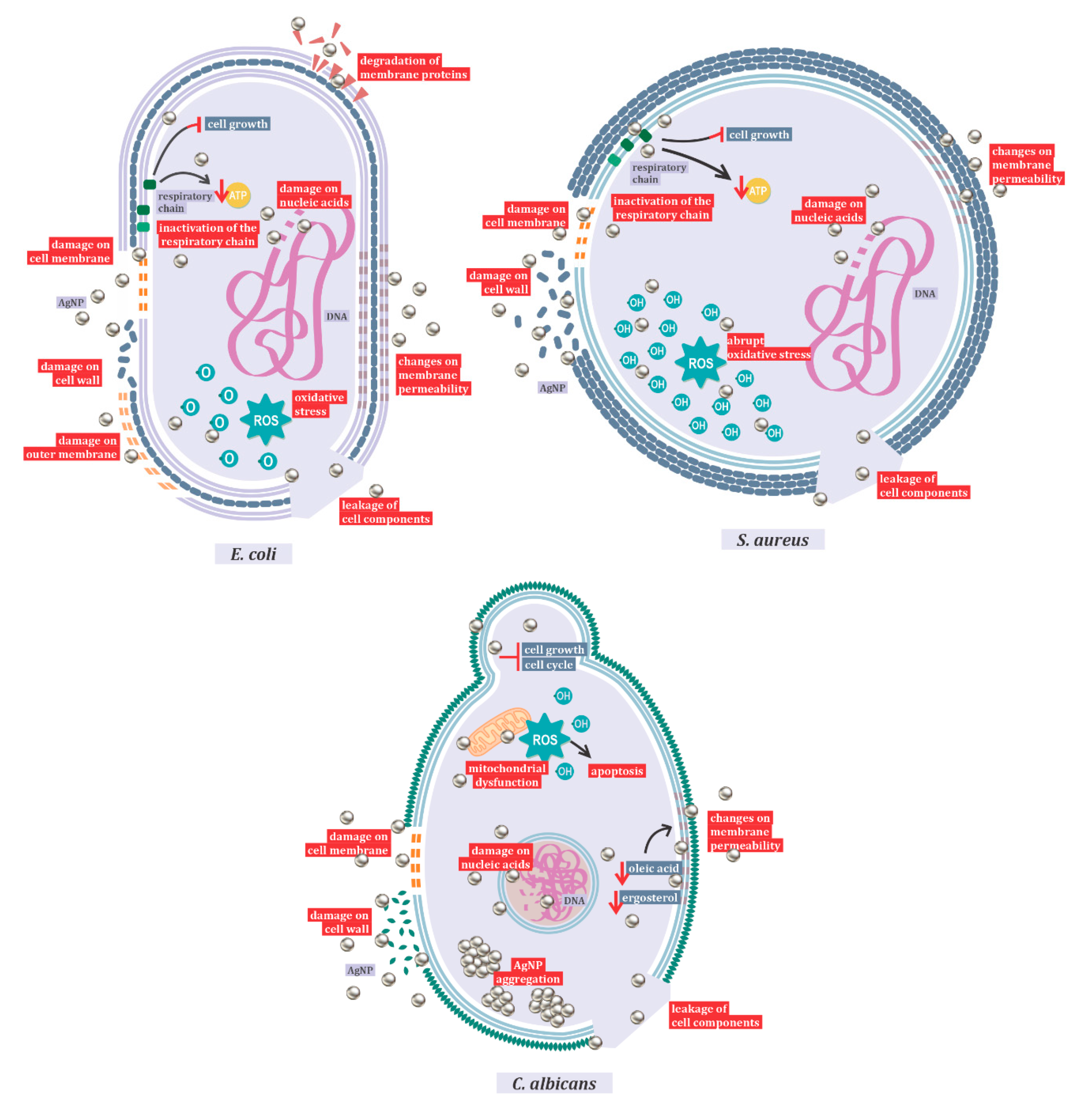 Ijms 22 02485 g001 Ijms 22 02485 g001