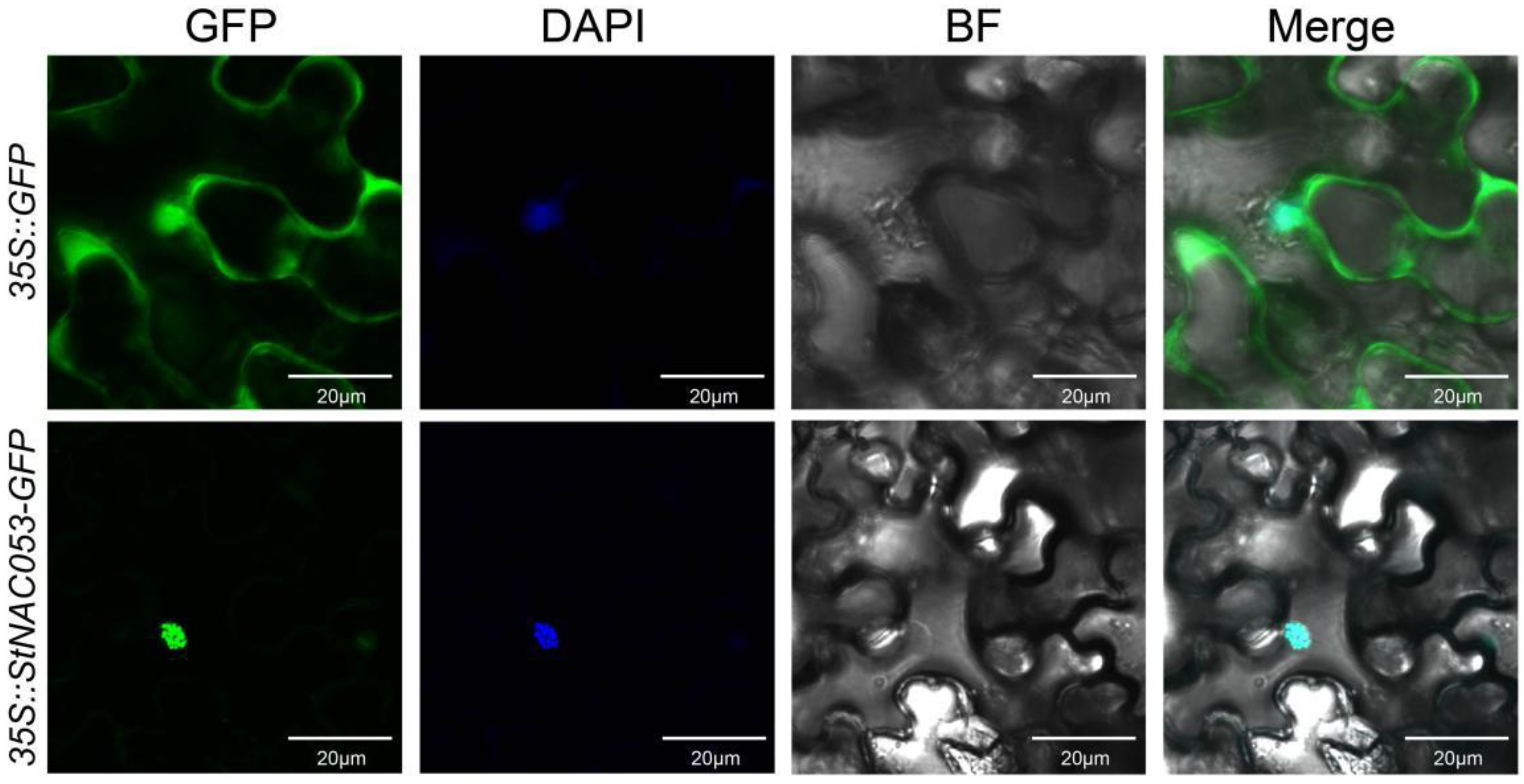 Ijms 22 02568 g004 Ijms 22 02568 g004